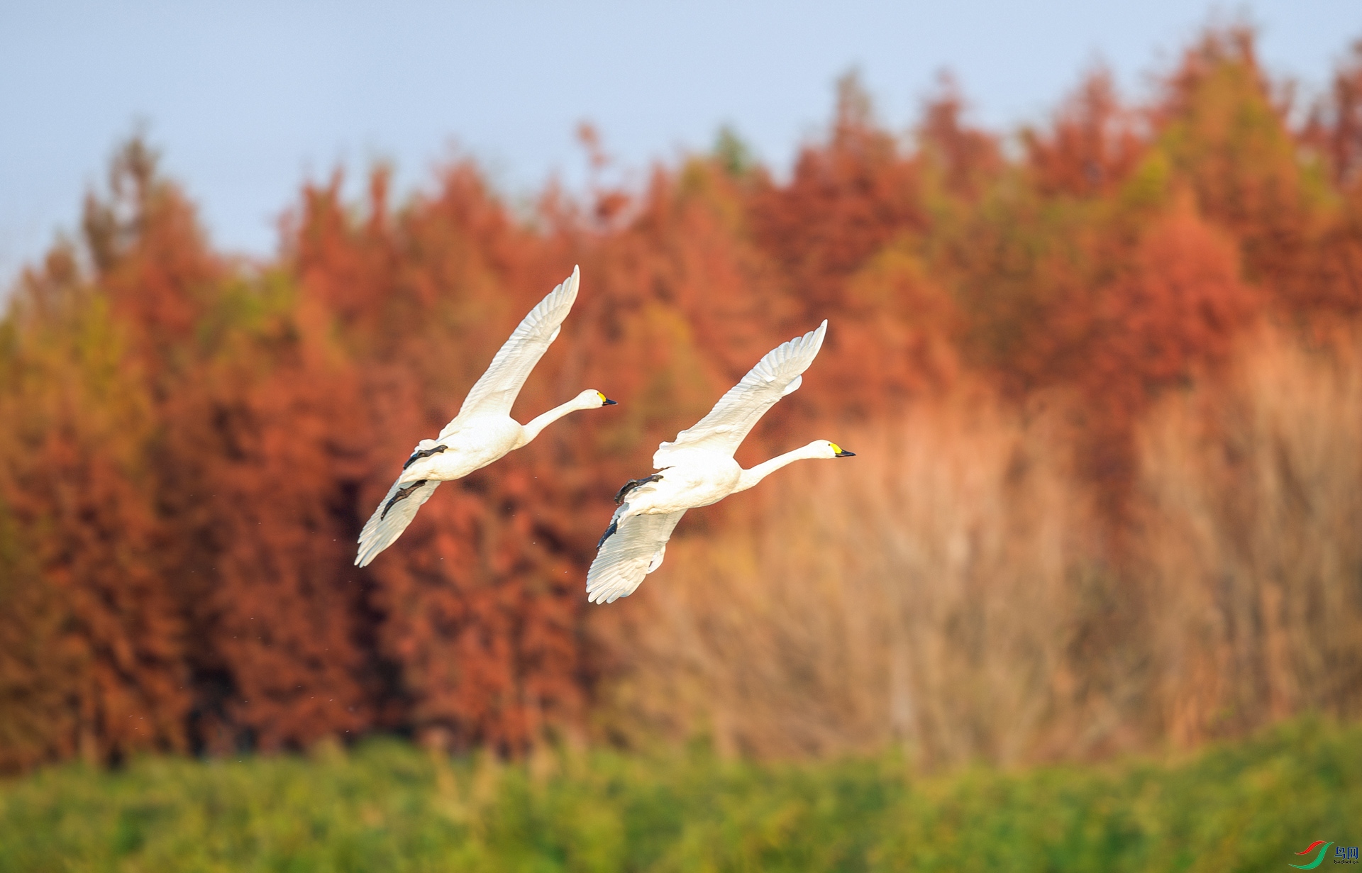 DSC_5770-����ǿ-NR.jpg
