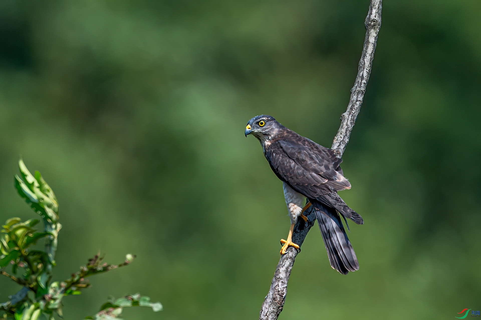 DSC_7403-11.jpg