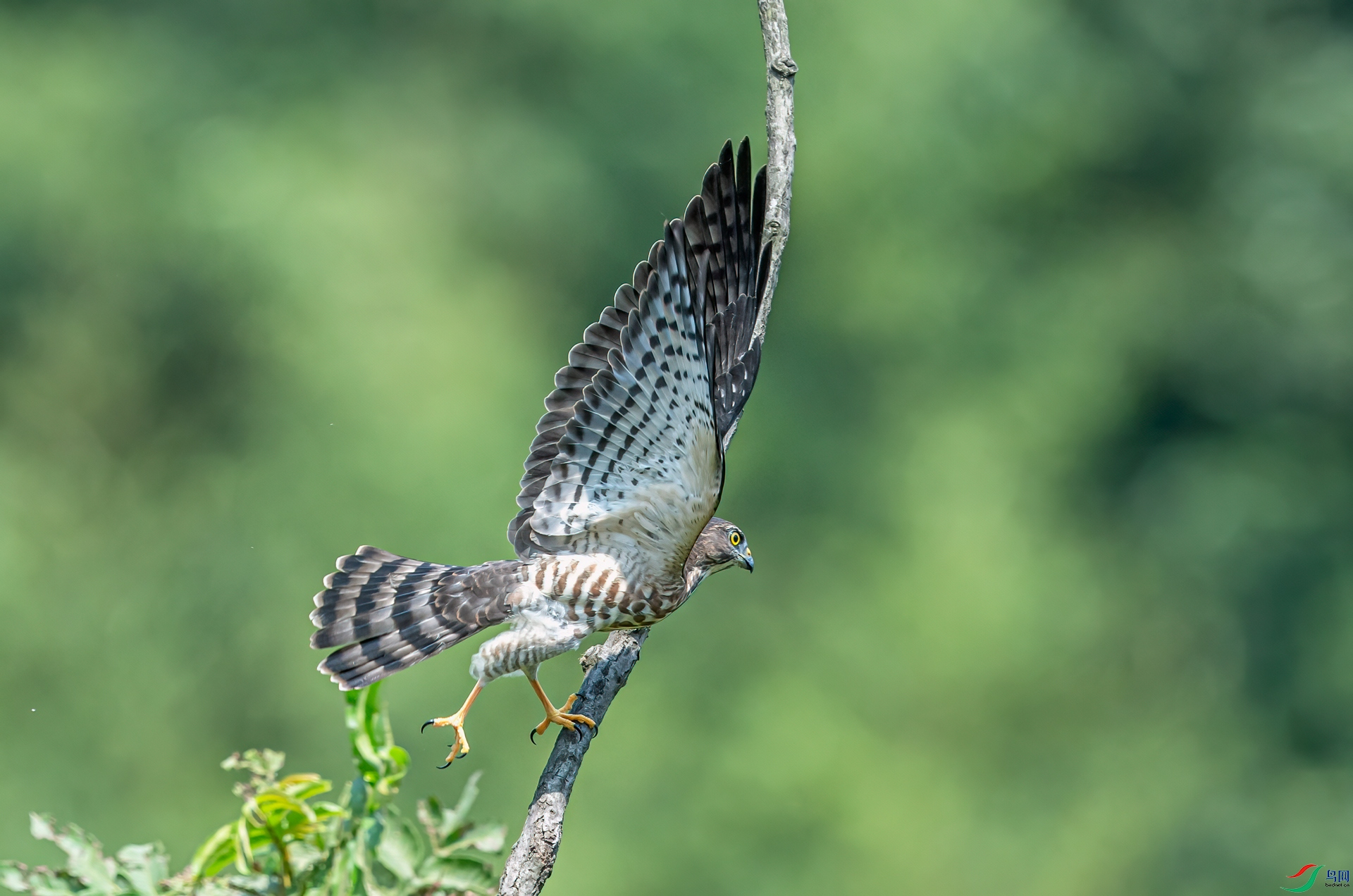 DSC_7485-11.jpg