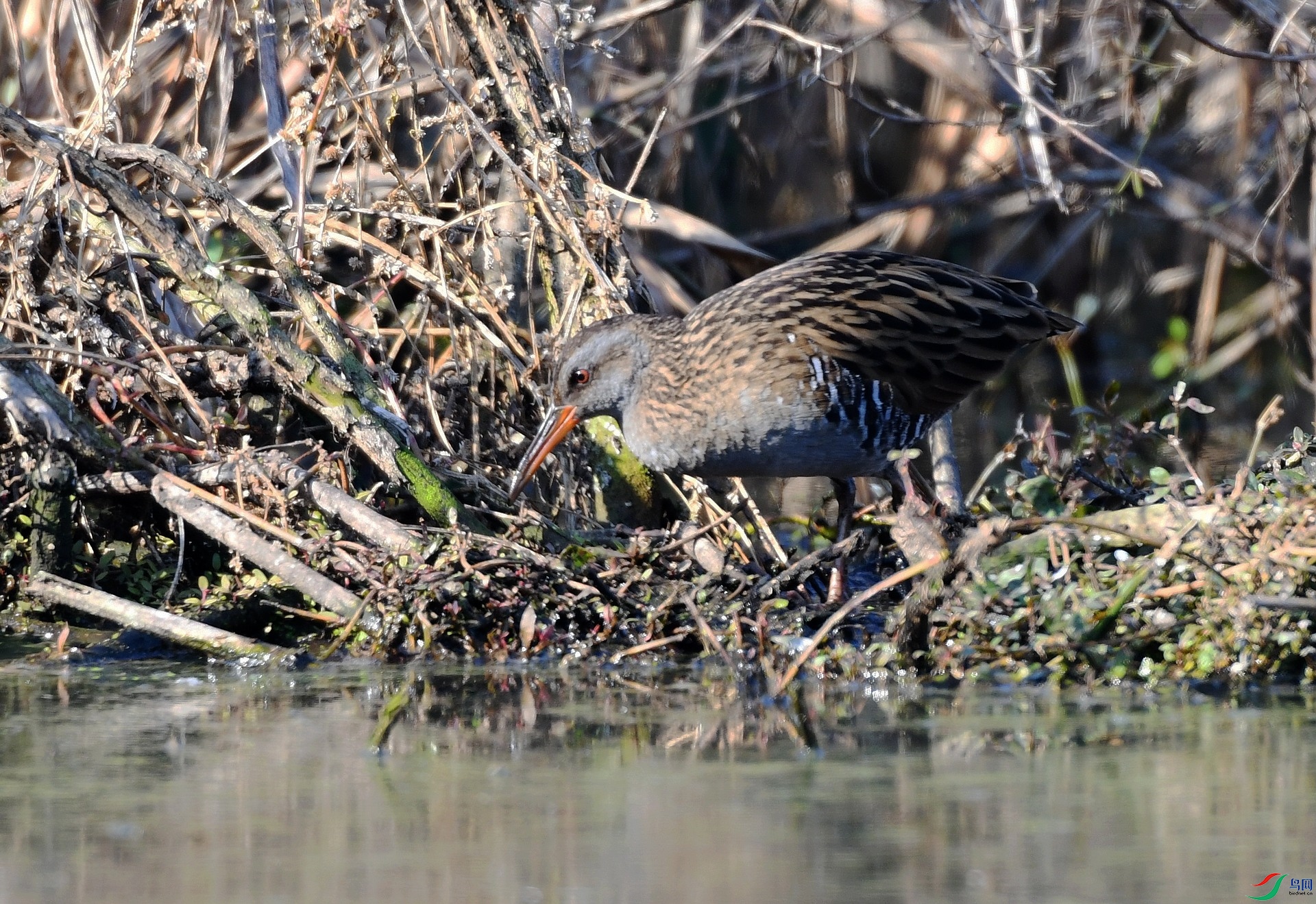 DSC_9081.jpg