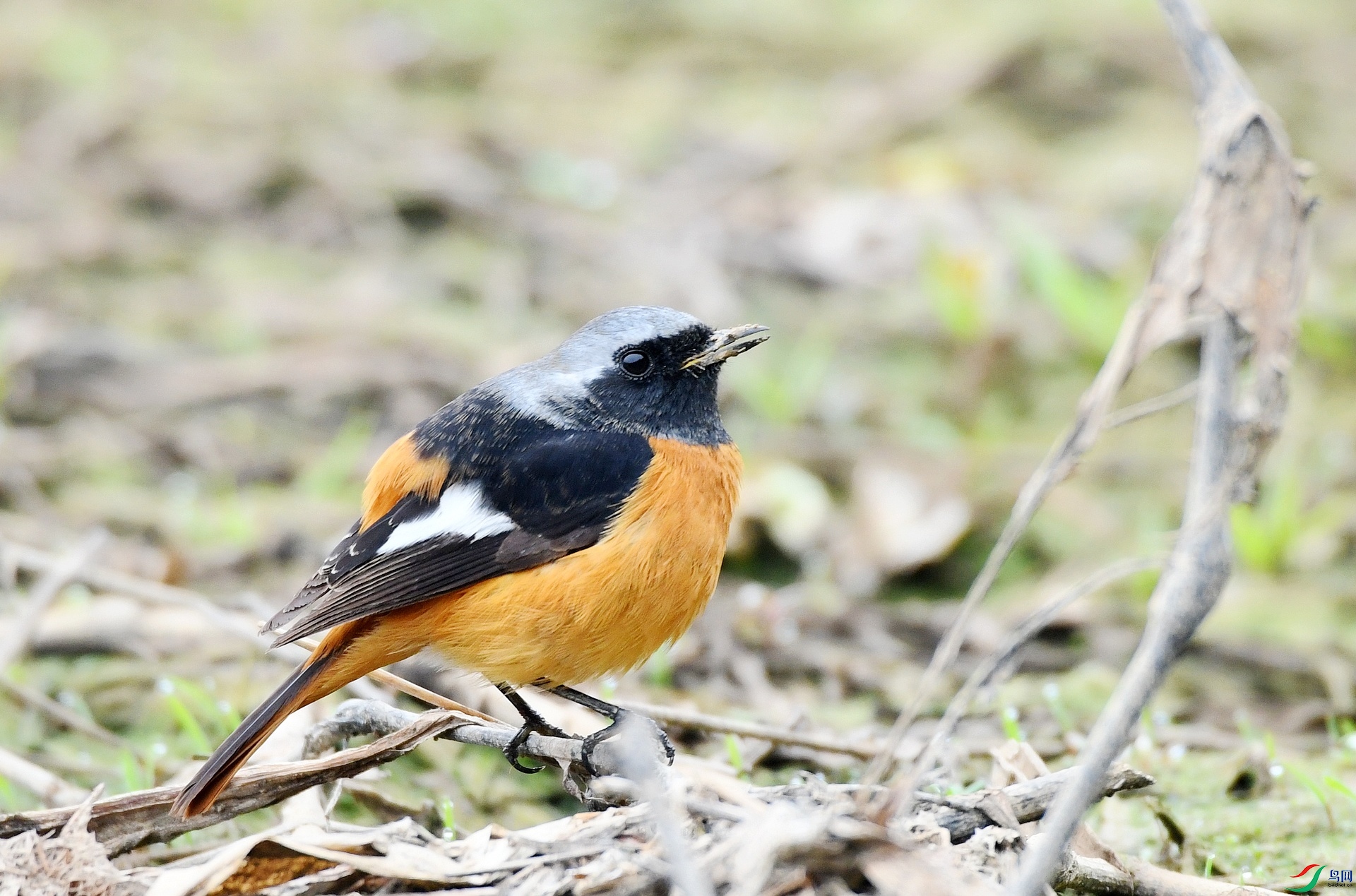 DSC_7880.jpg