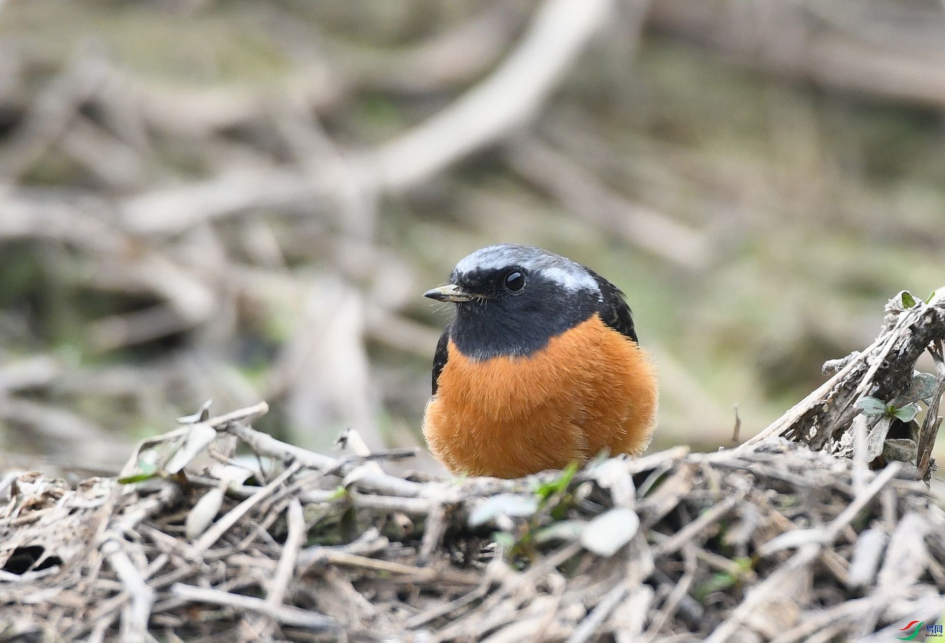 DSC_7928.jpg
