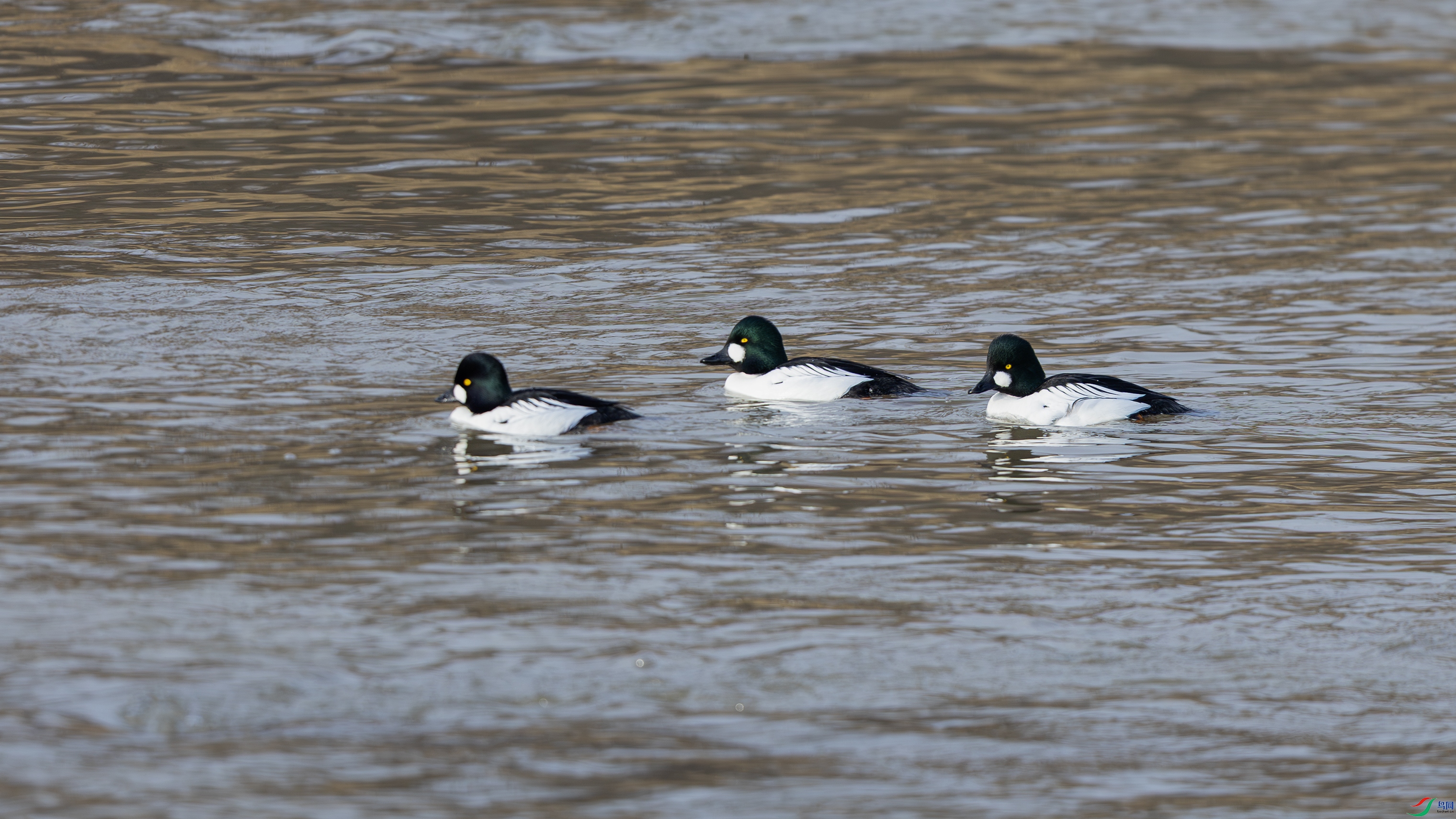 7X5A3232 ����.jpg