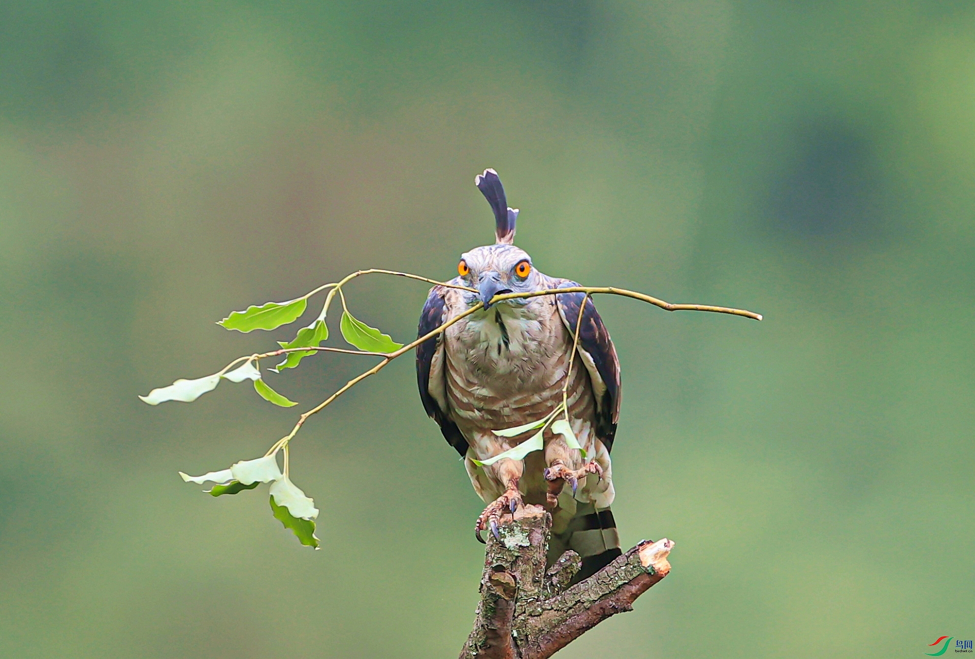 ����AK1I9730�� ����������.jpg