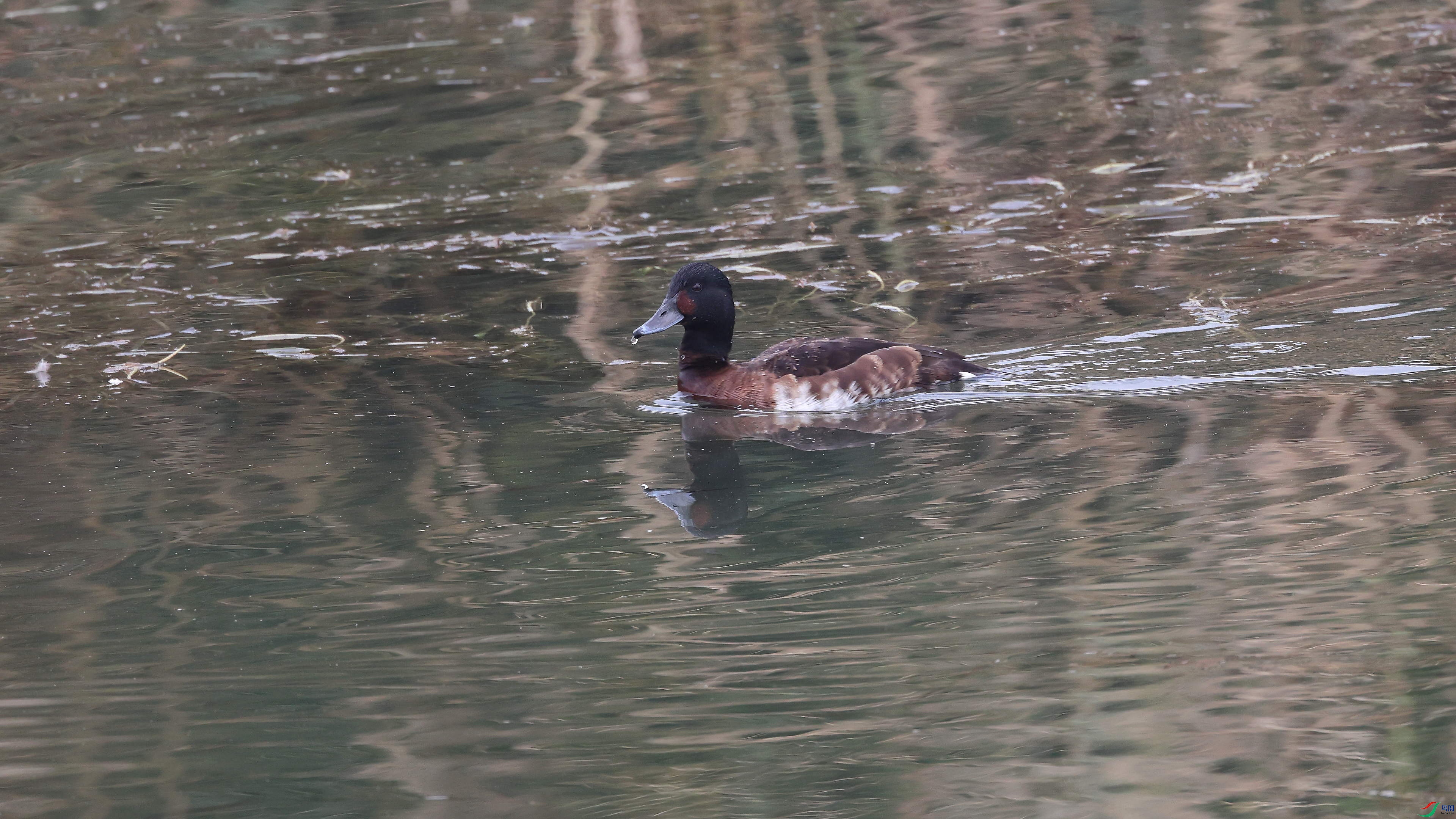 IMG_4484.JPG