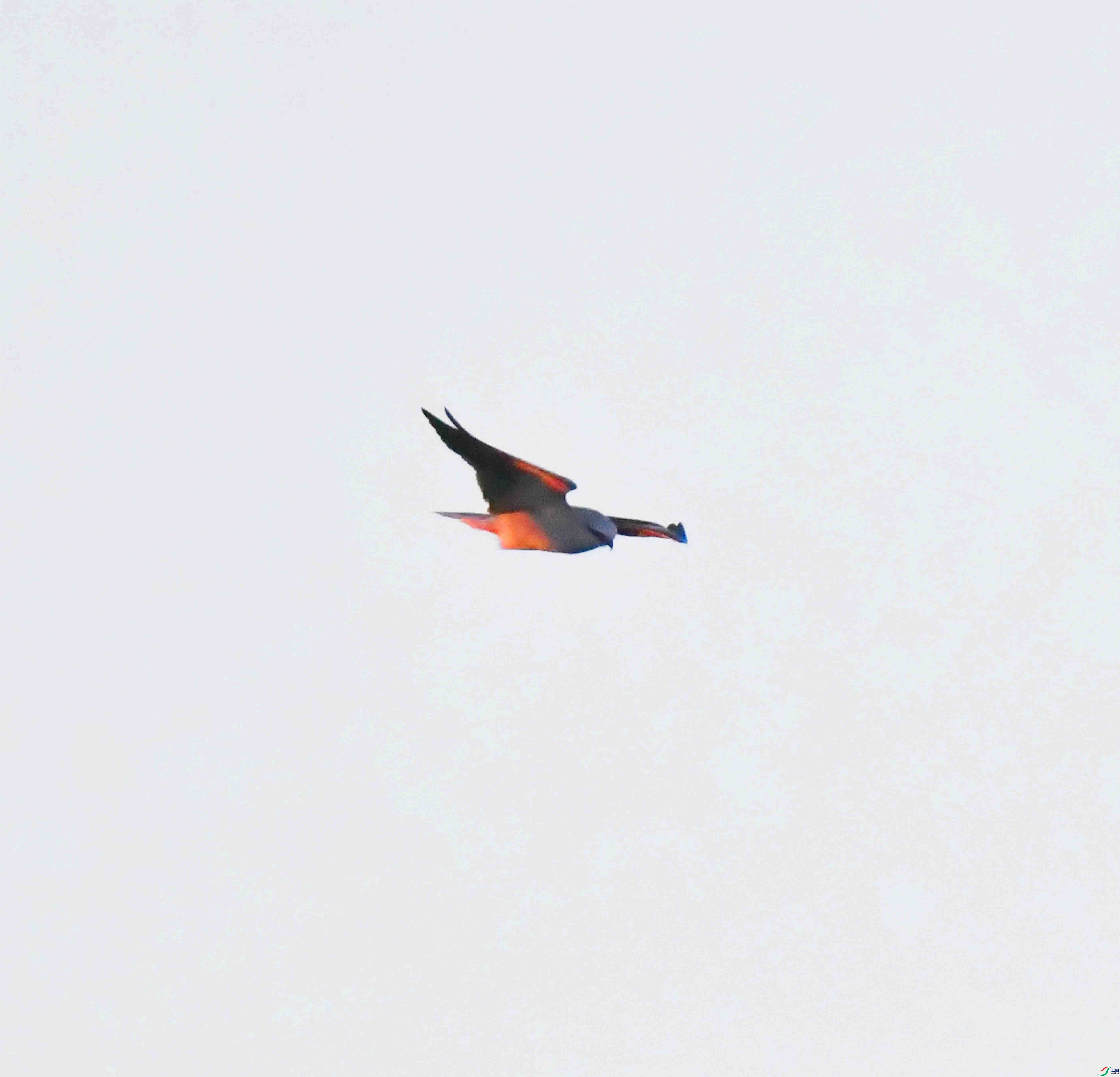 DSC_0987.JPG