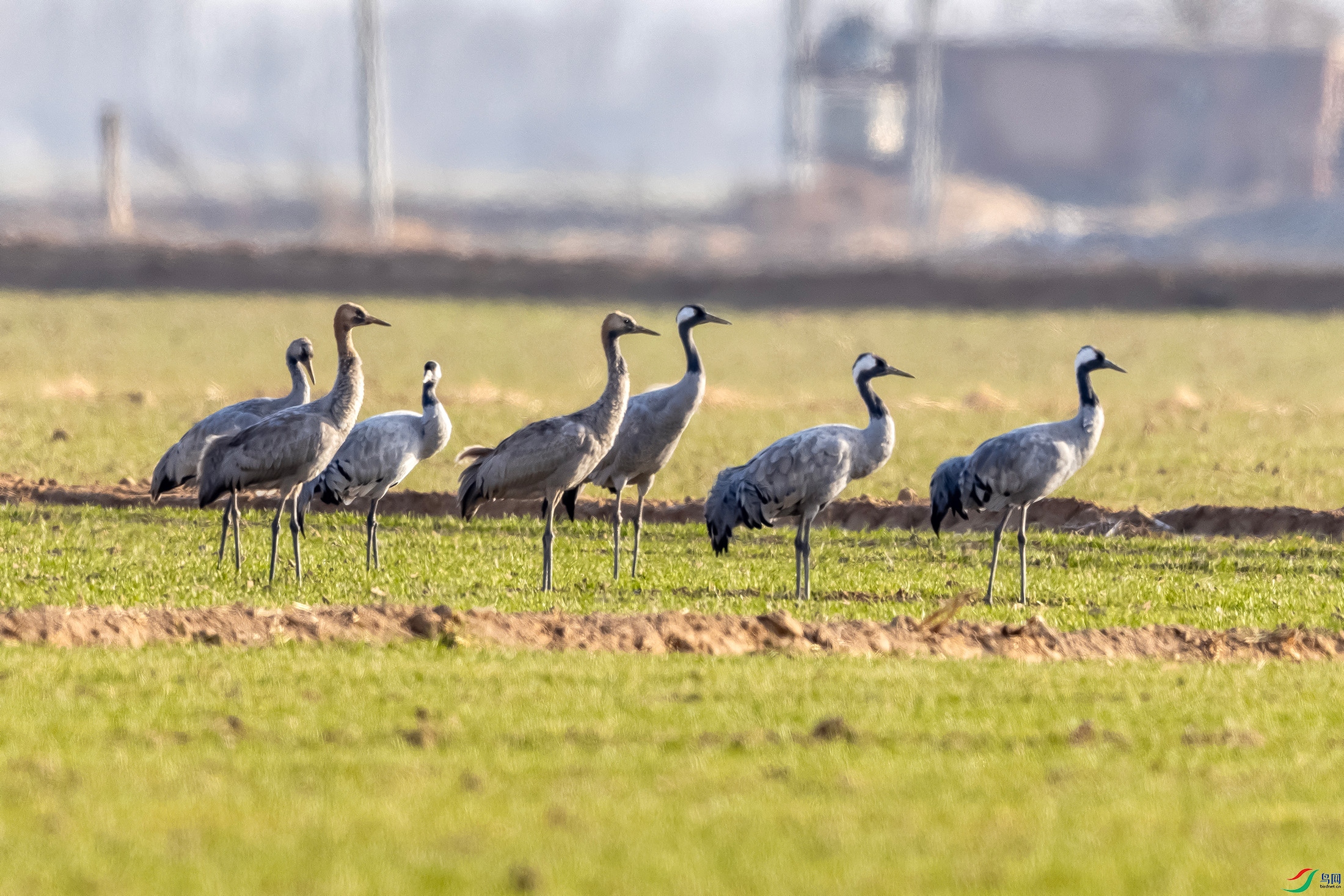 IMG_3293 ����.jpg