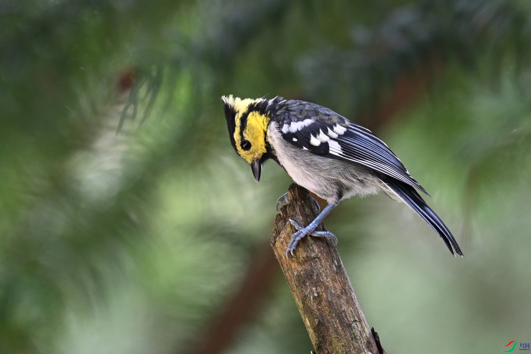 DSC_0089.JPG
