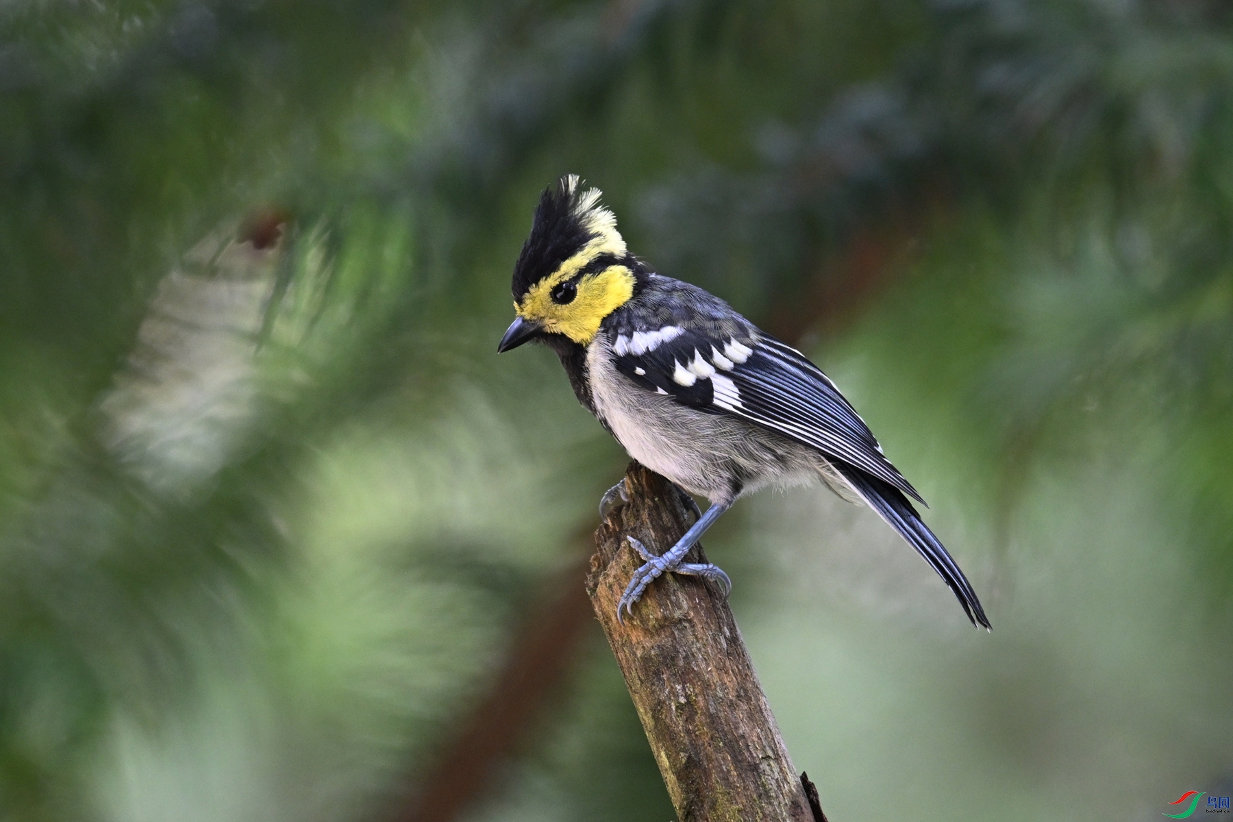 DSC_0101.JPG