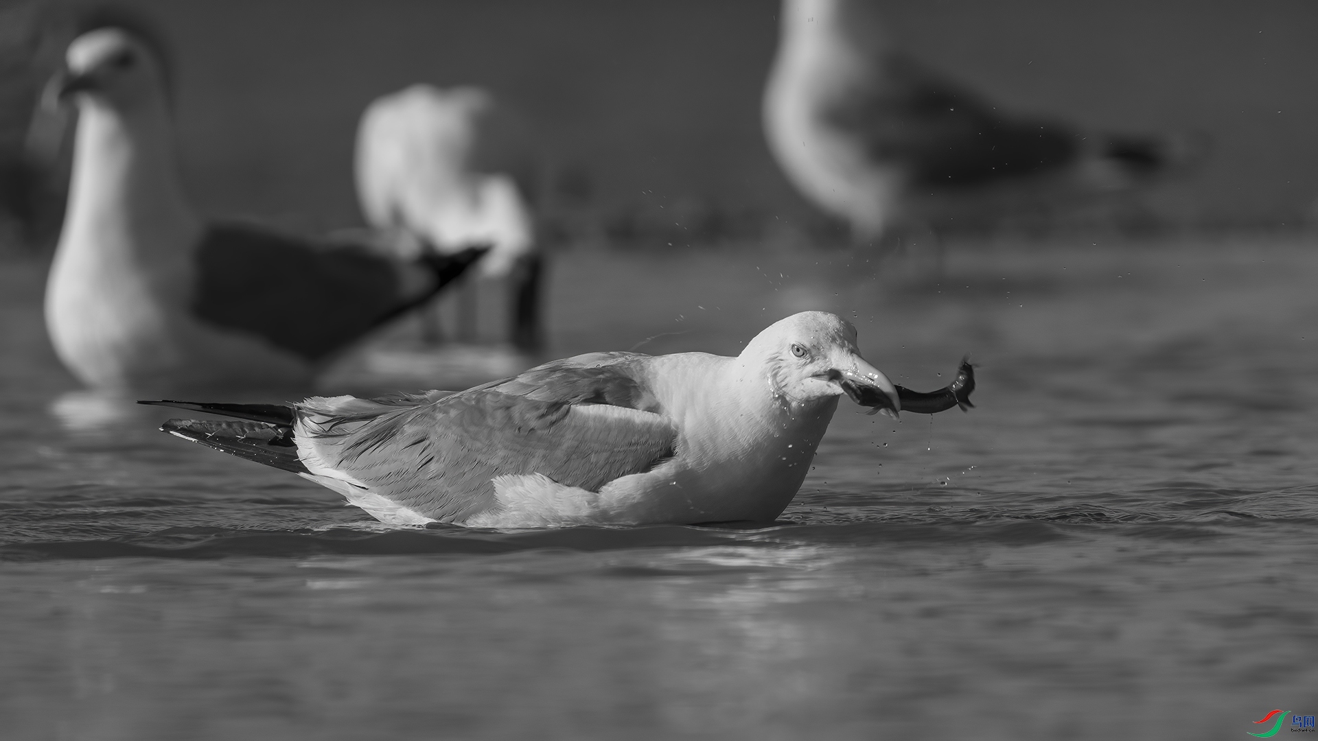 DSC01557 ����.jpg