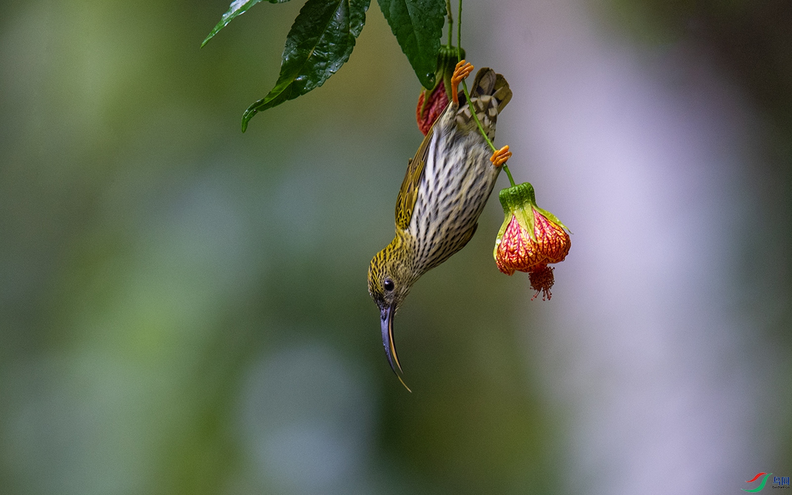 DSC_3780-2 ����.jpg