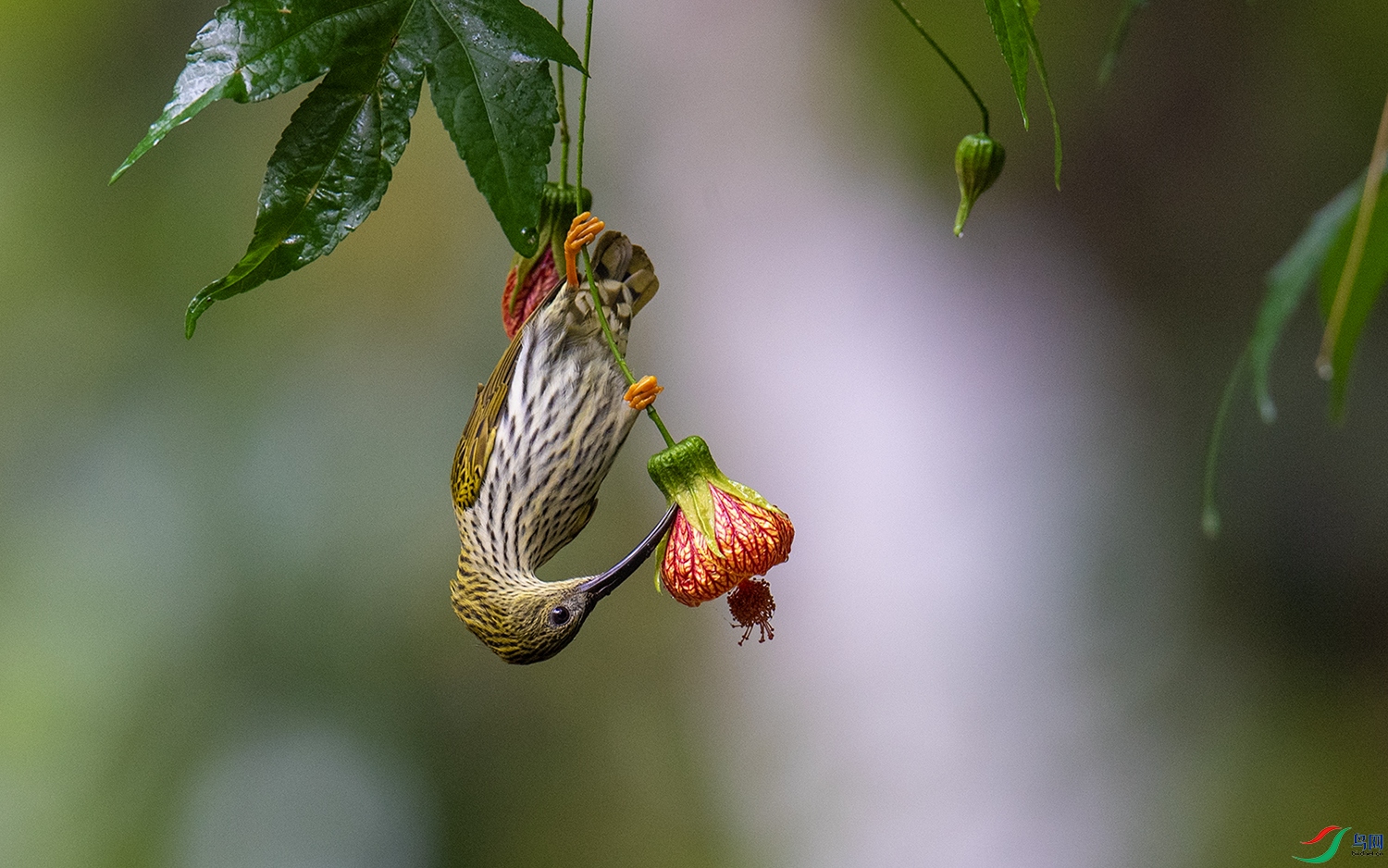 DSC_3787 ����.jpg