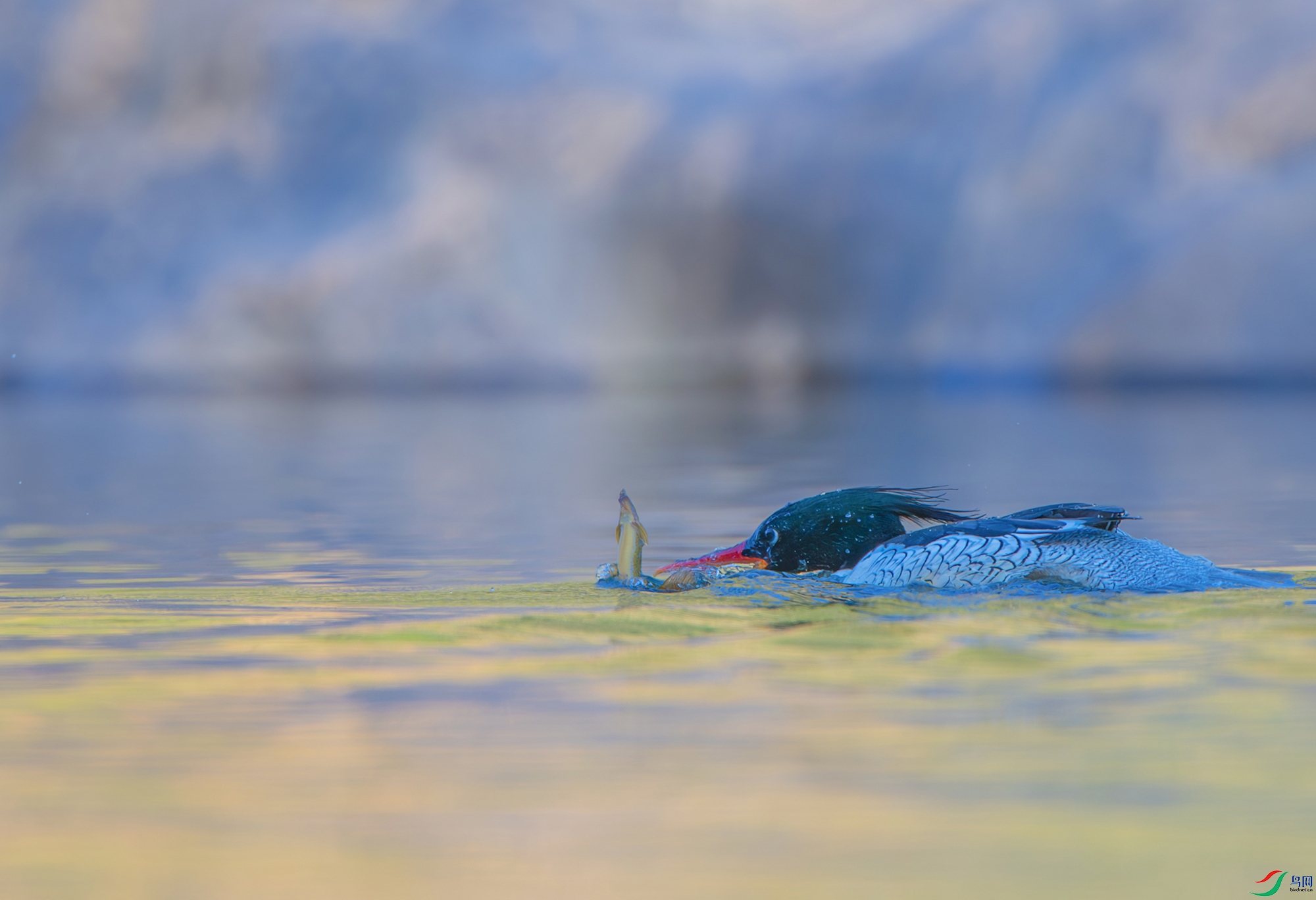 DSC_0078-����ǿ-NR ���� 3.jpg