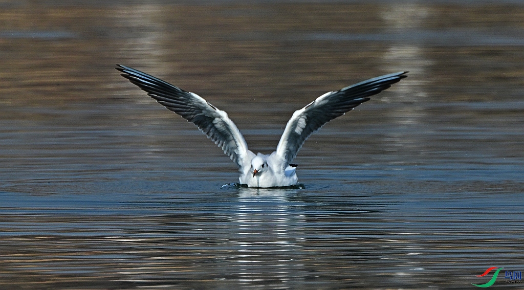 DSC_1537.JPG