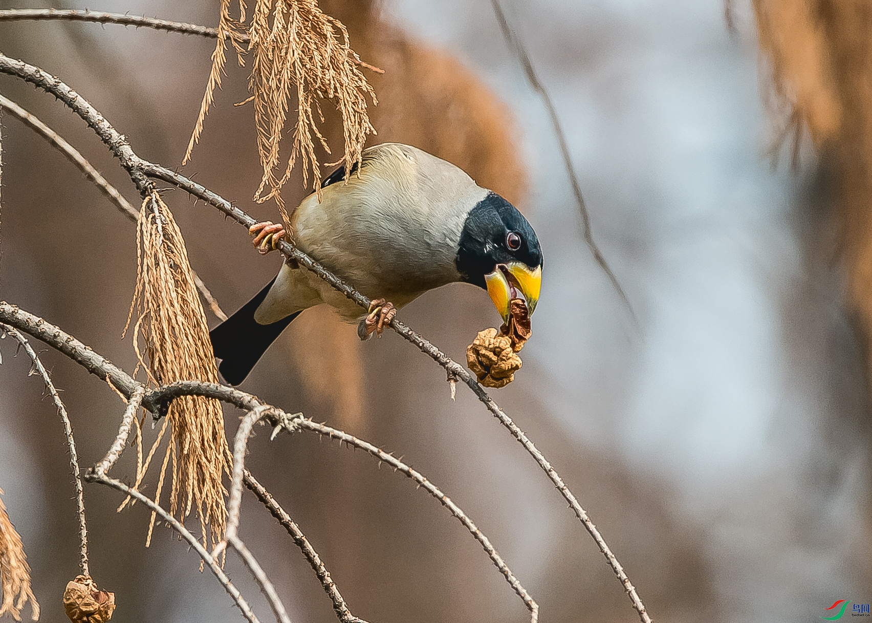 DSC_8575.jpg