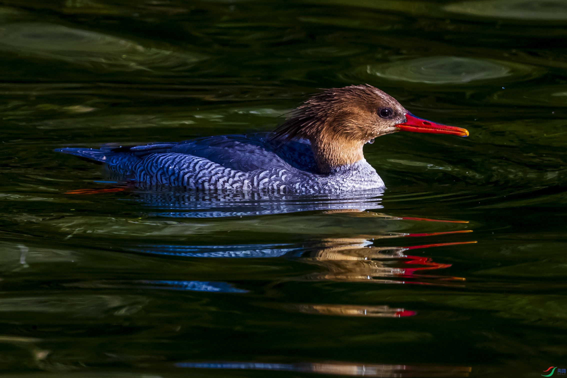 AF3I9067 ����aaaaaaa.jpg