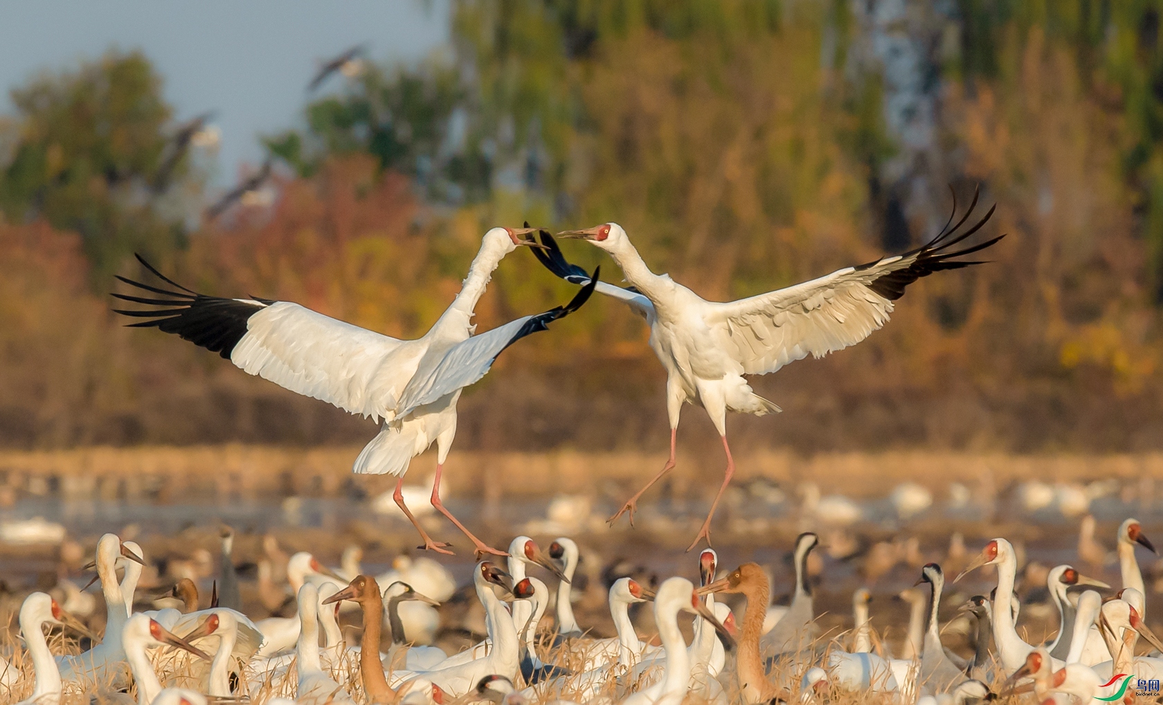 DSC_�׺� - ����.jpg