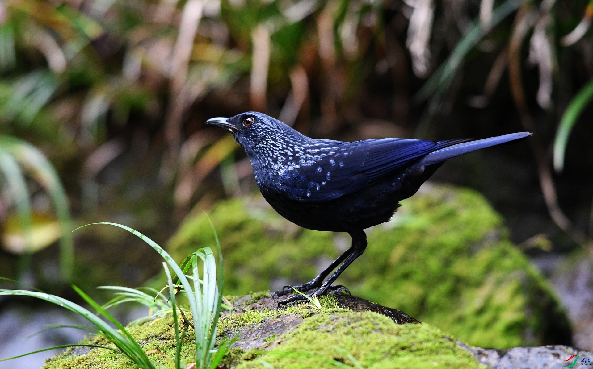 DSC_0957.jpg