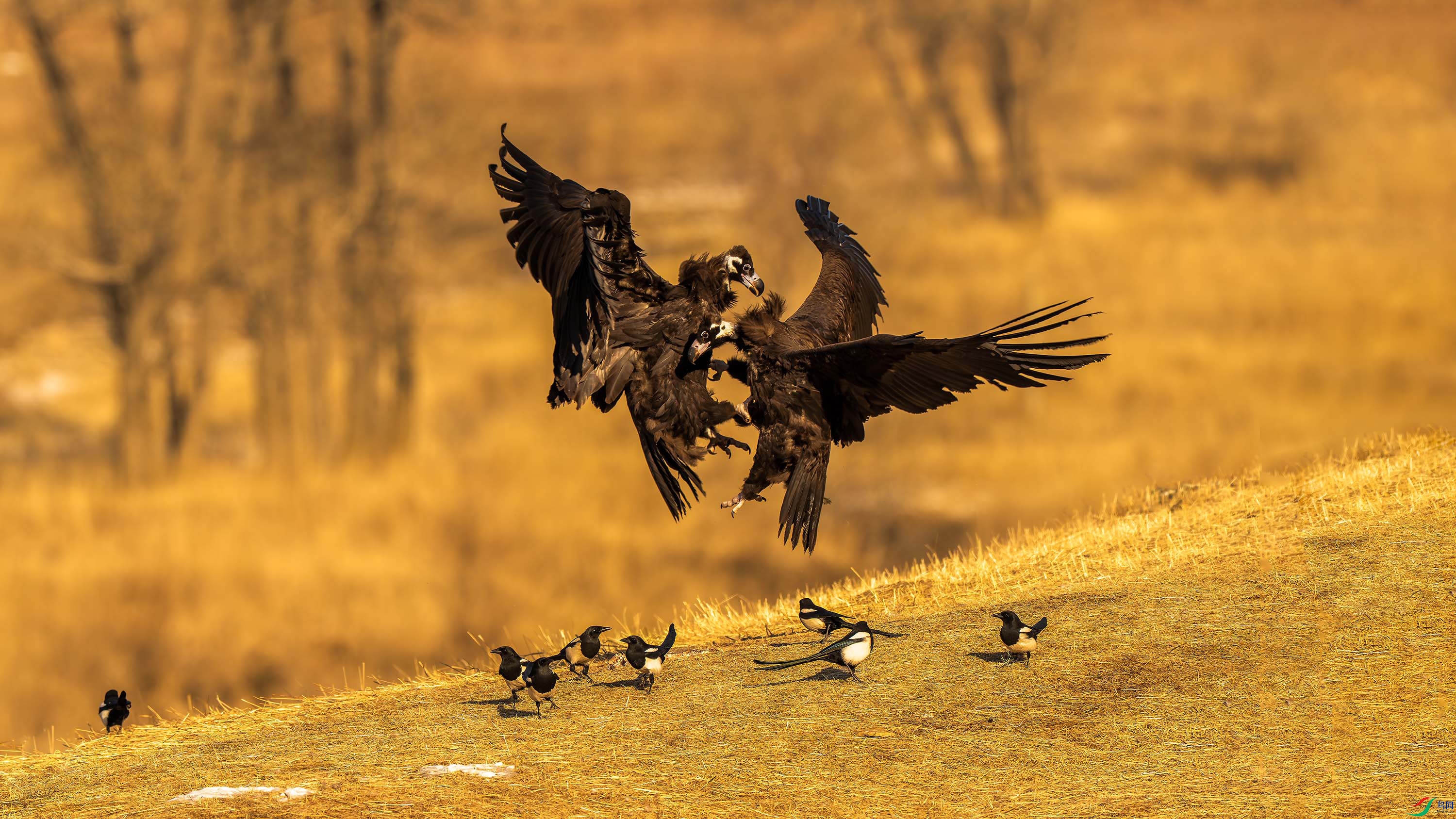 _DSC7157-����ǿ-NR ����xiao.jpg