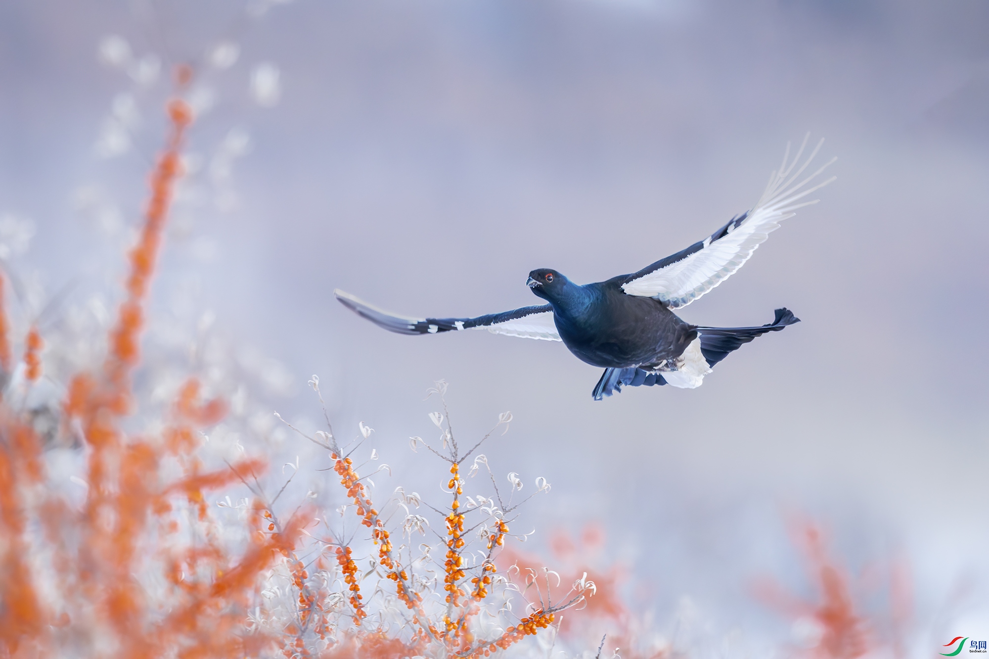 _DSC8774 ����1С.jpg