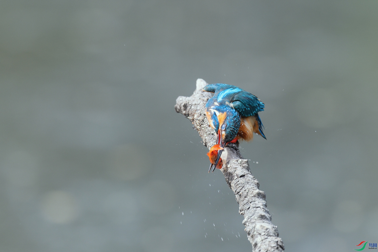 DSC_7091_DxOa.jpg
