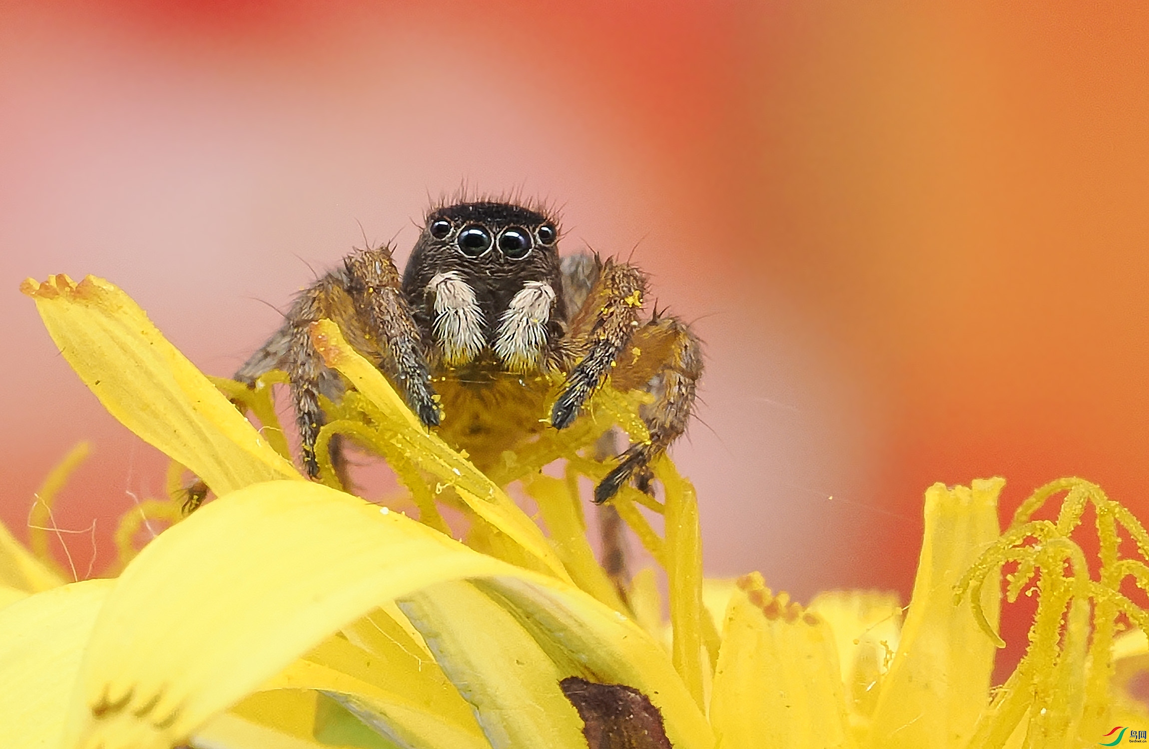 P4180117 ����.jpg