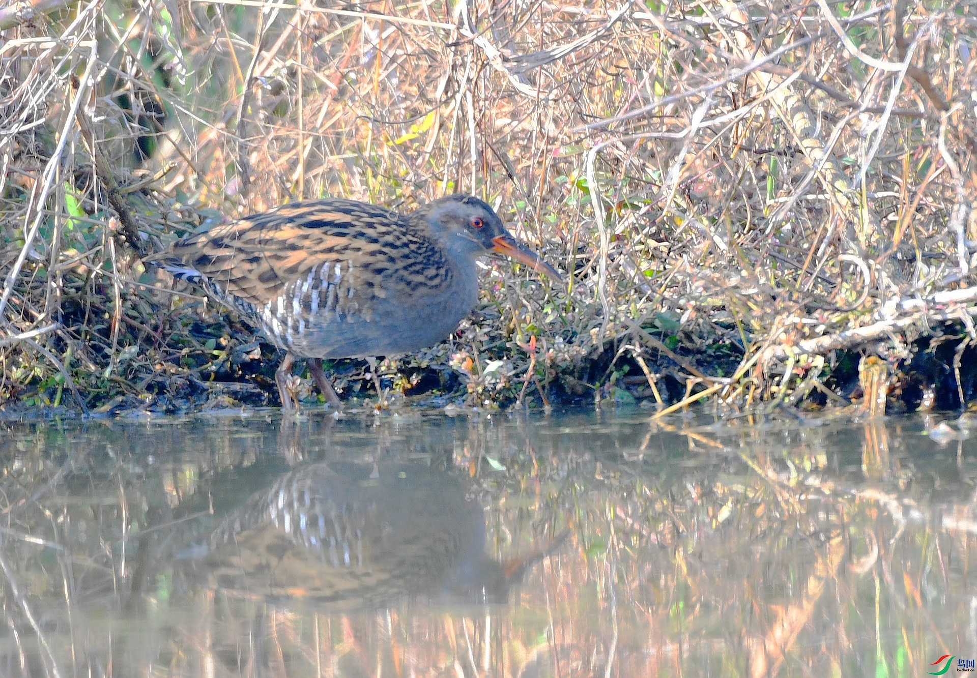 DSC_8975.jpg