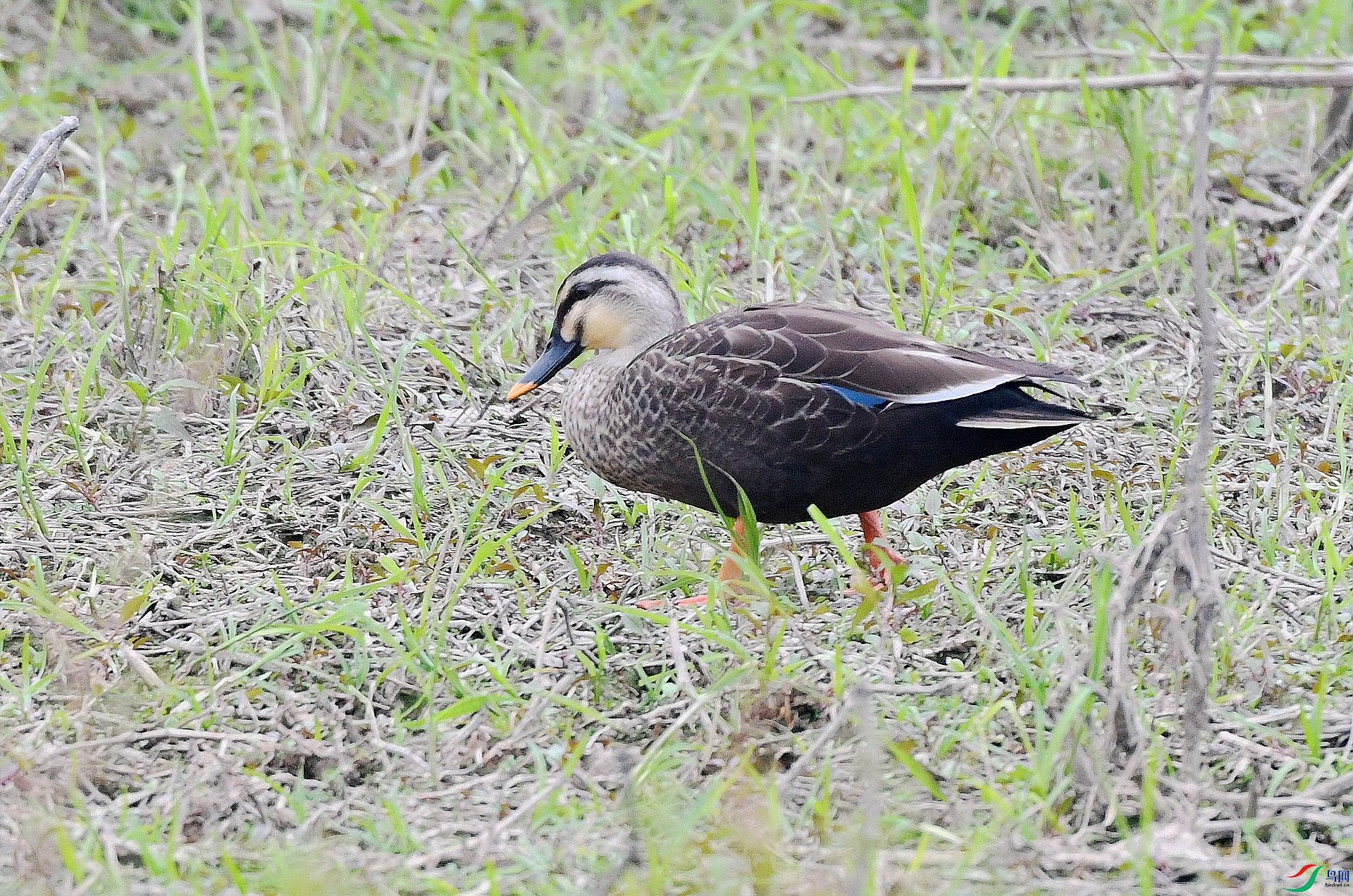 DSC_9766.jpg