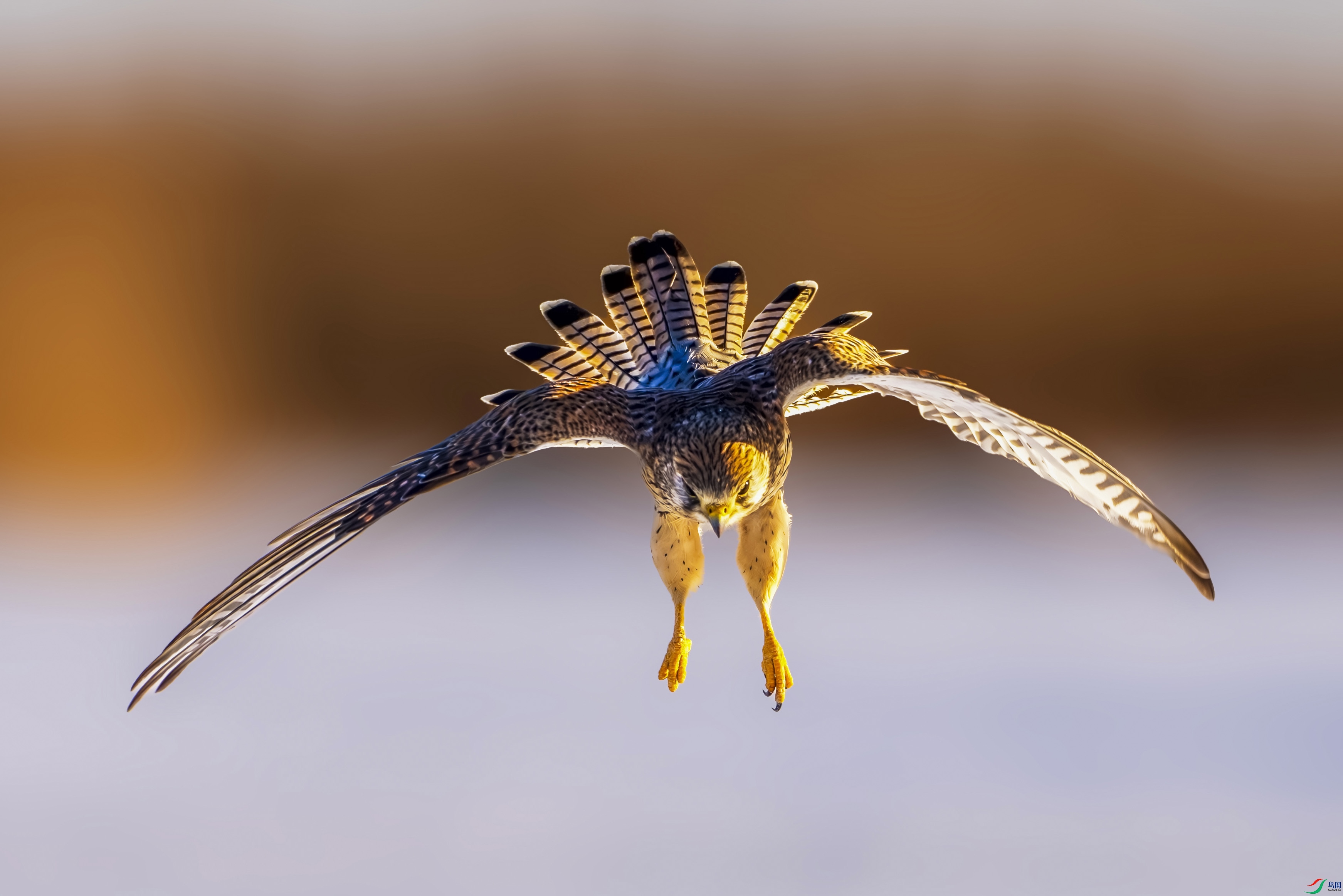 DSC07341-NR ����.jpg