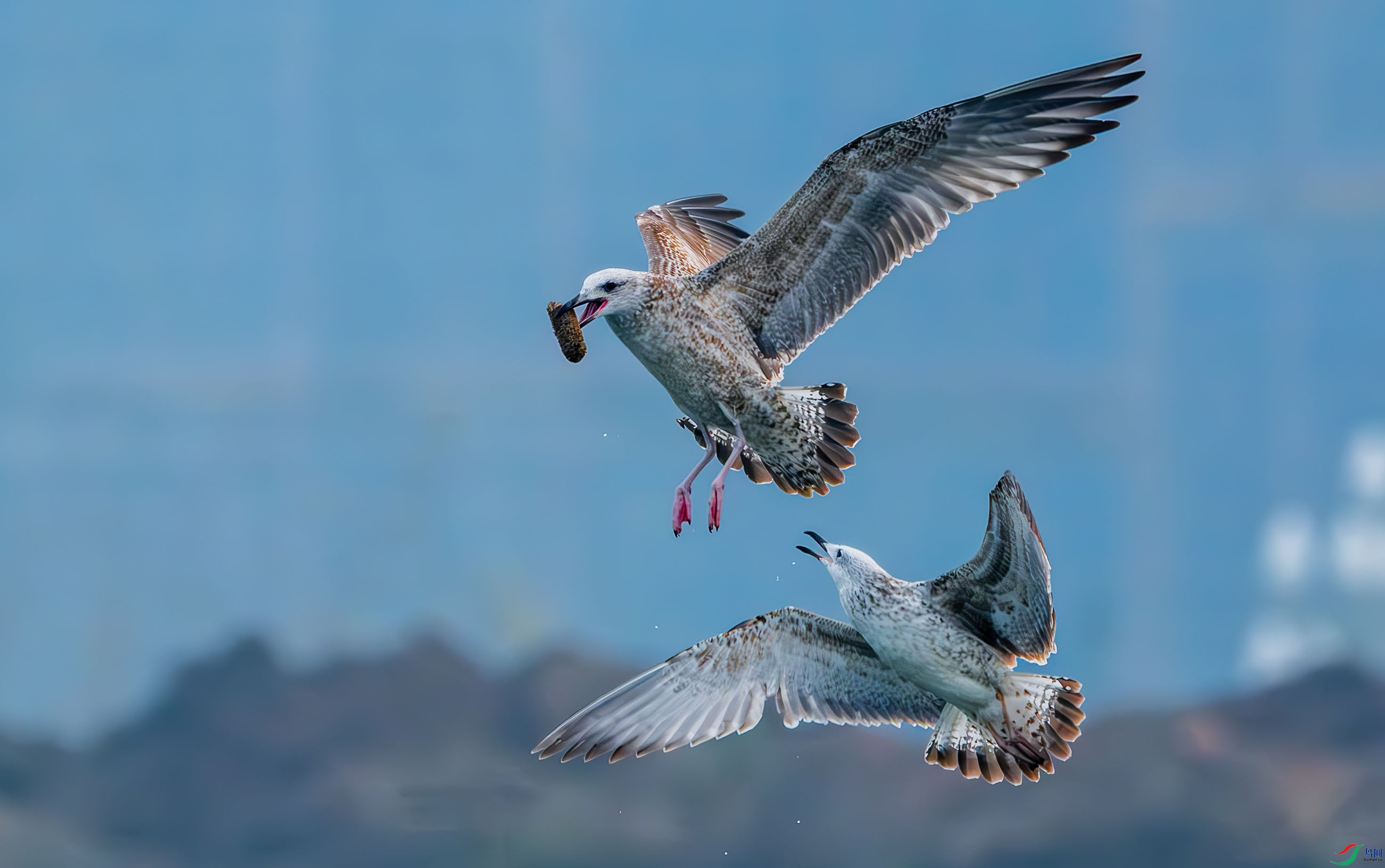 ���н���