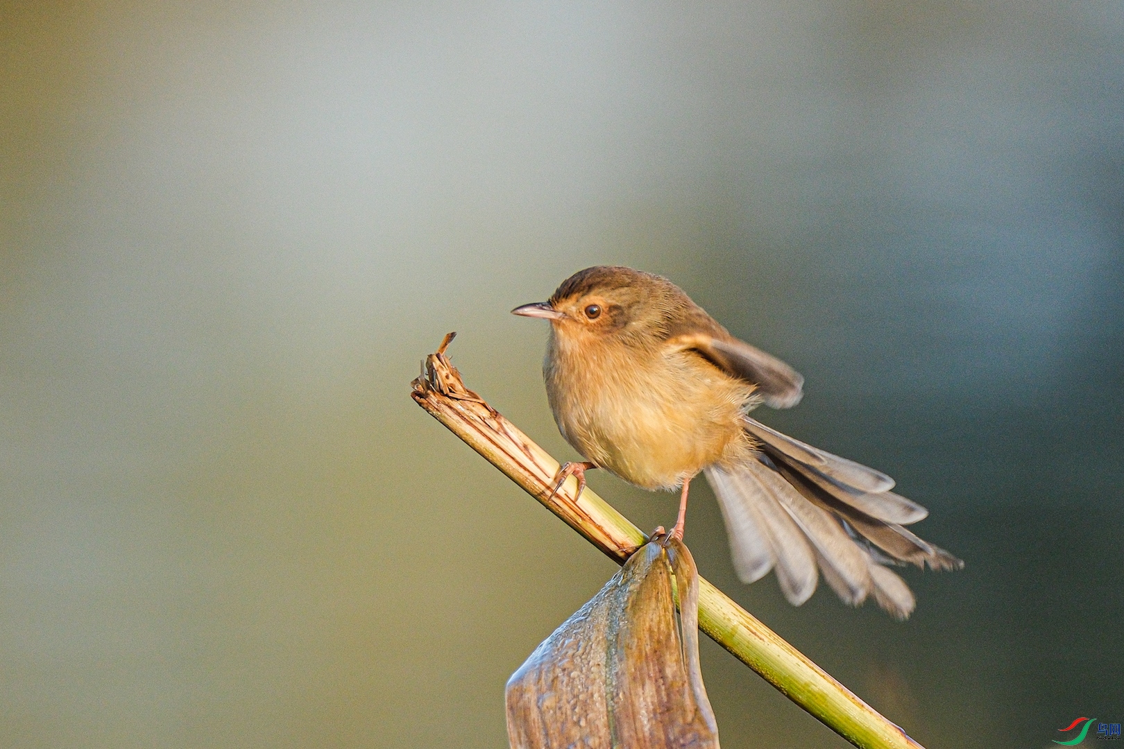 DSCF2995.jpg
