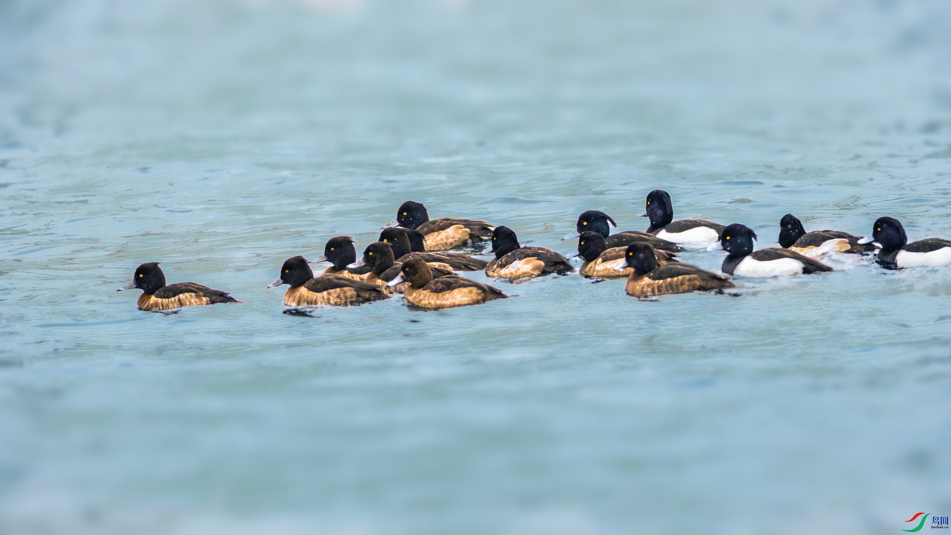 ��ͷǱѼ----��Ⱥ����