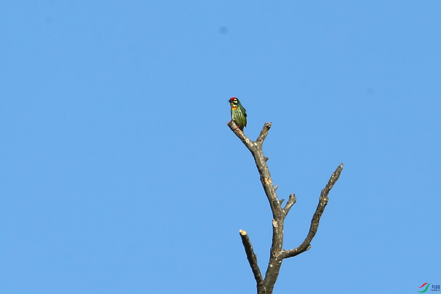 AB1I0155 - ����.JPG