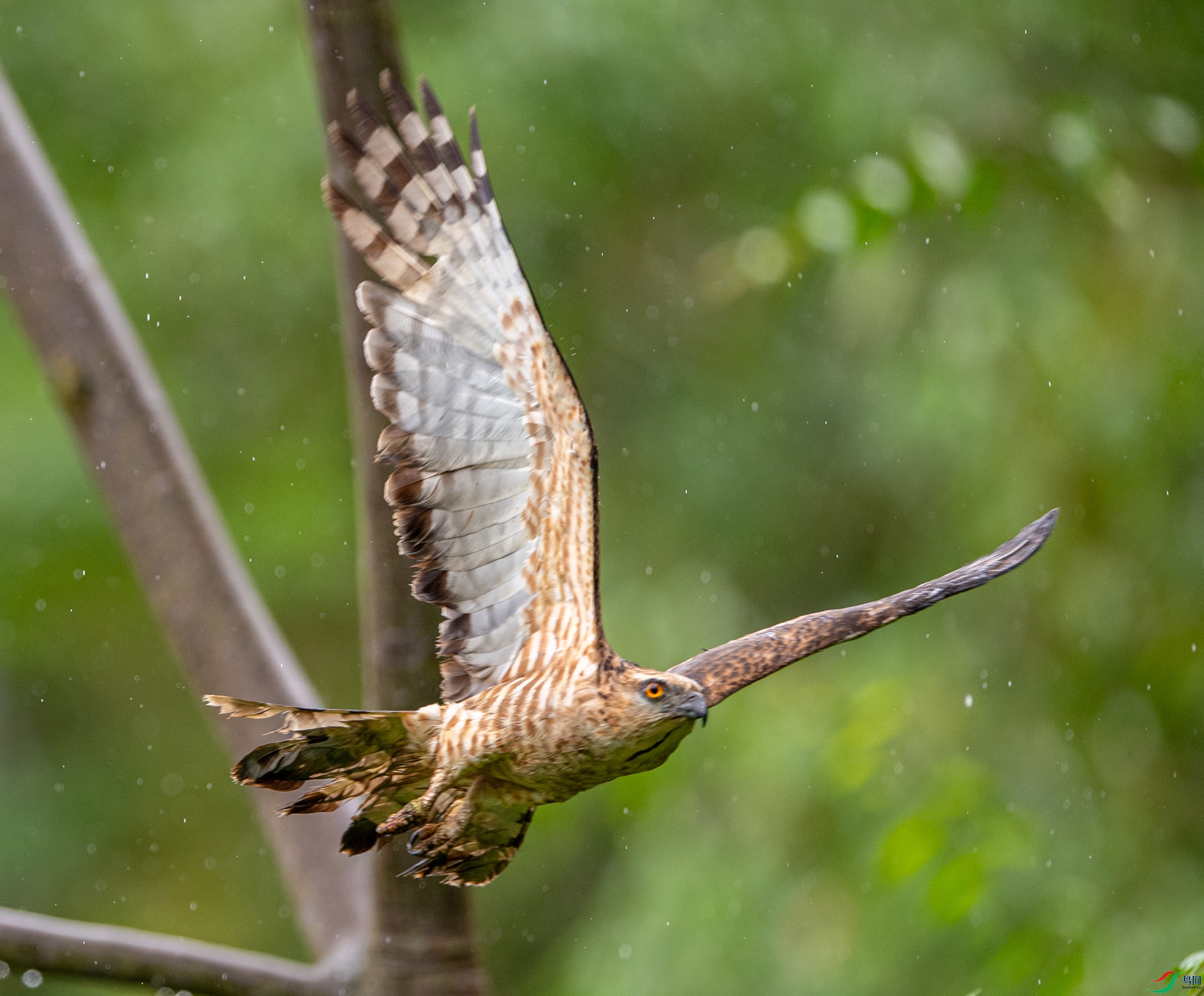 DSC_1210�ֹھ���.JPG