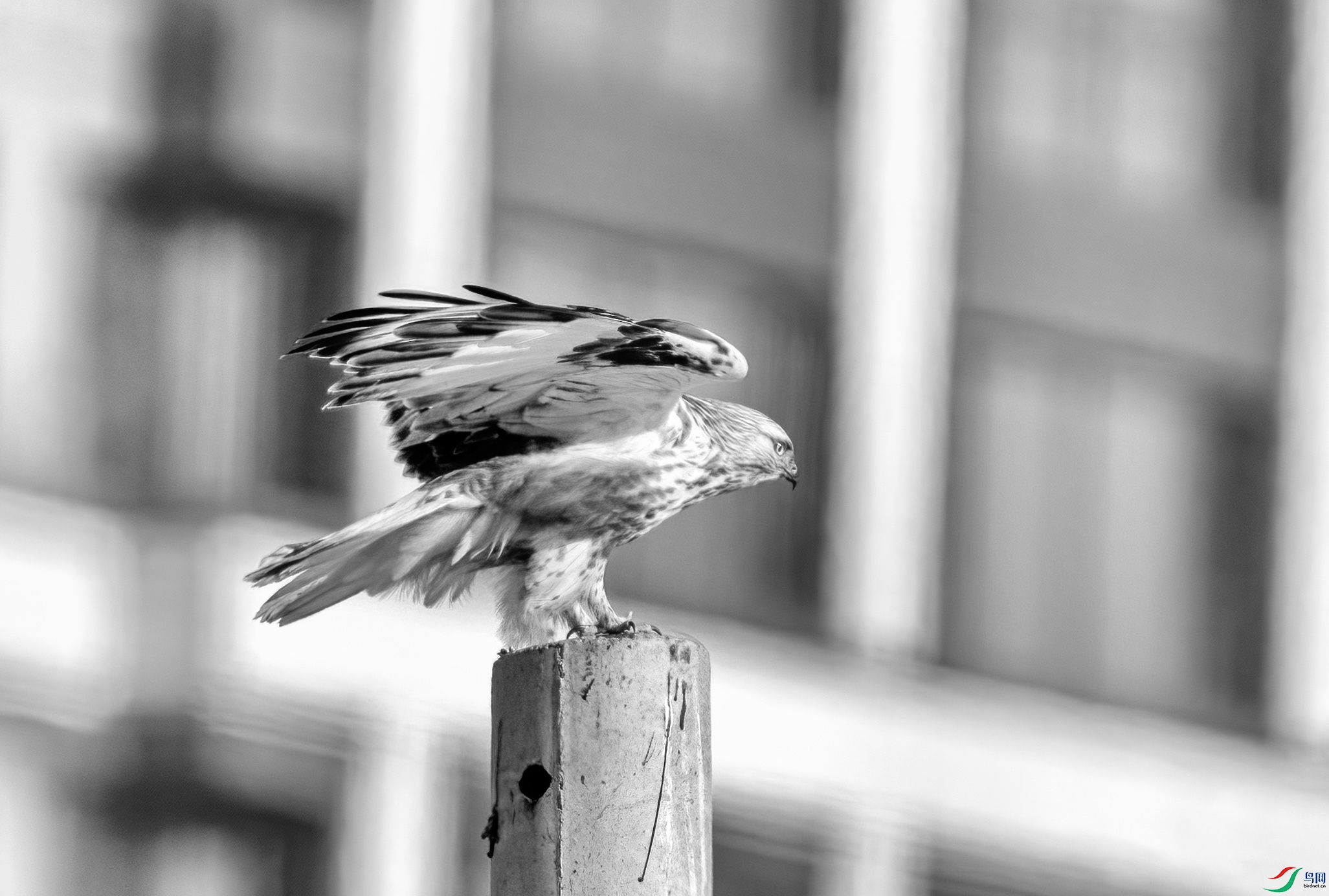 DSC07846 ����.jpg