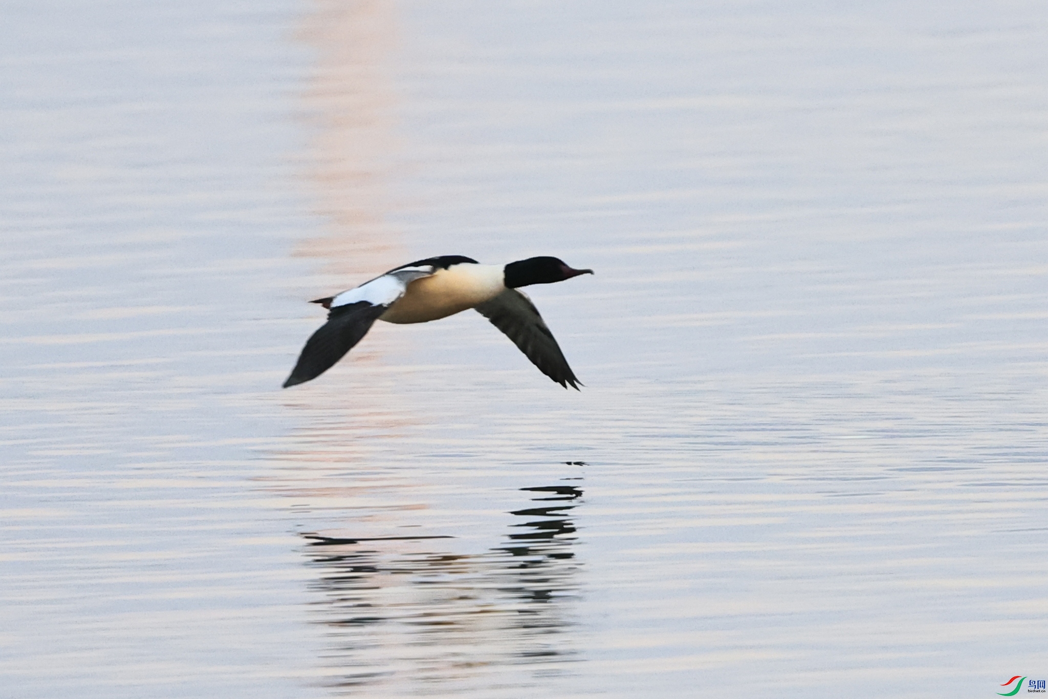 ��ͨ��ɳѼ  _98A5712.jpg