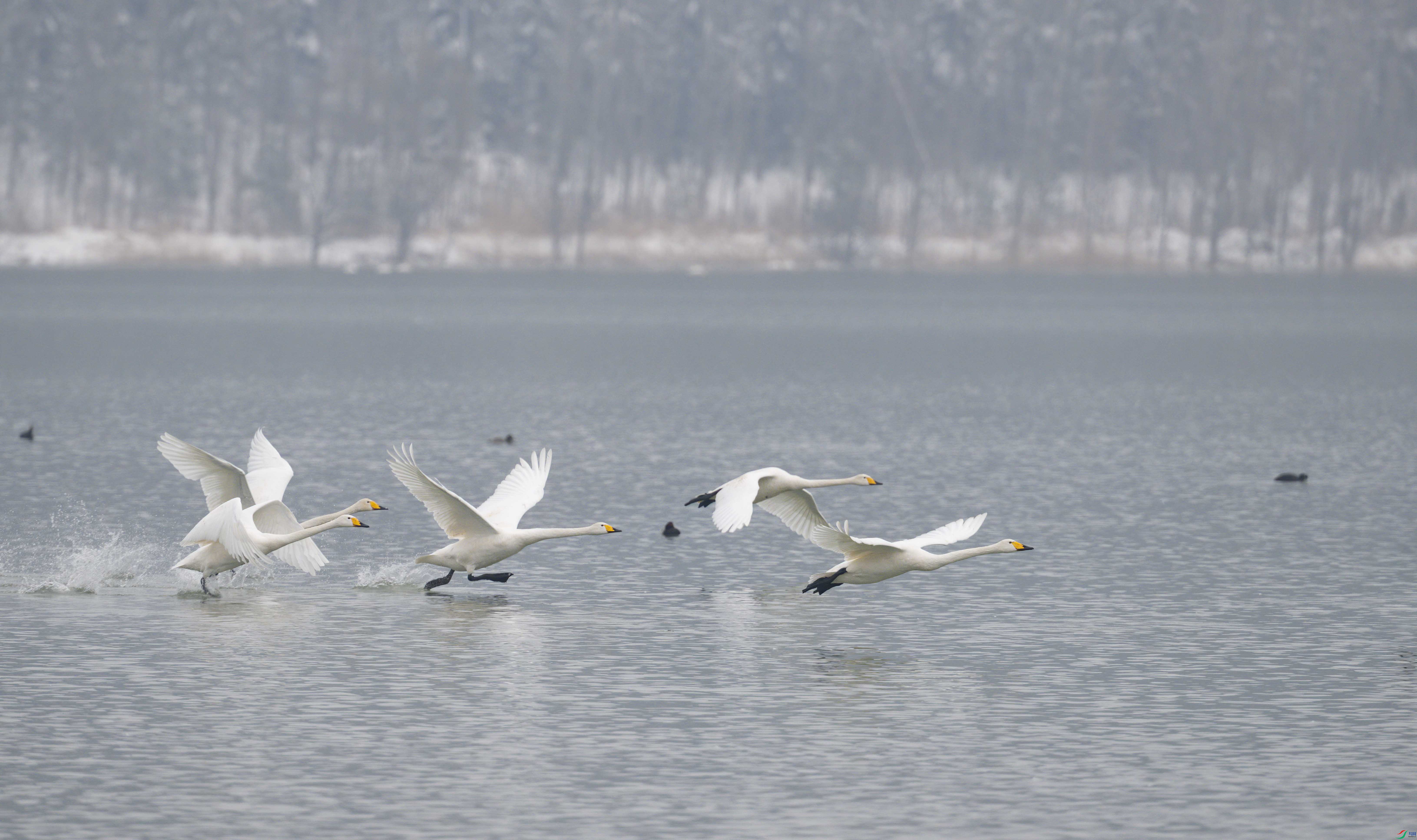 DSC_5741-2sen2024-1-17-124-�༭.jpg