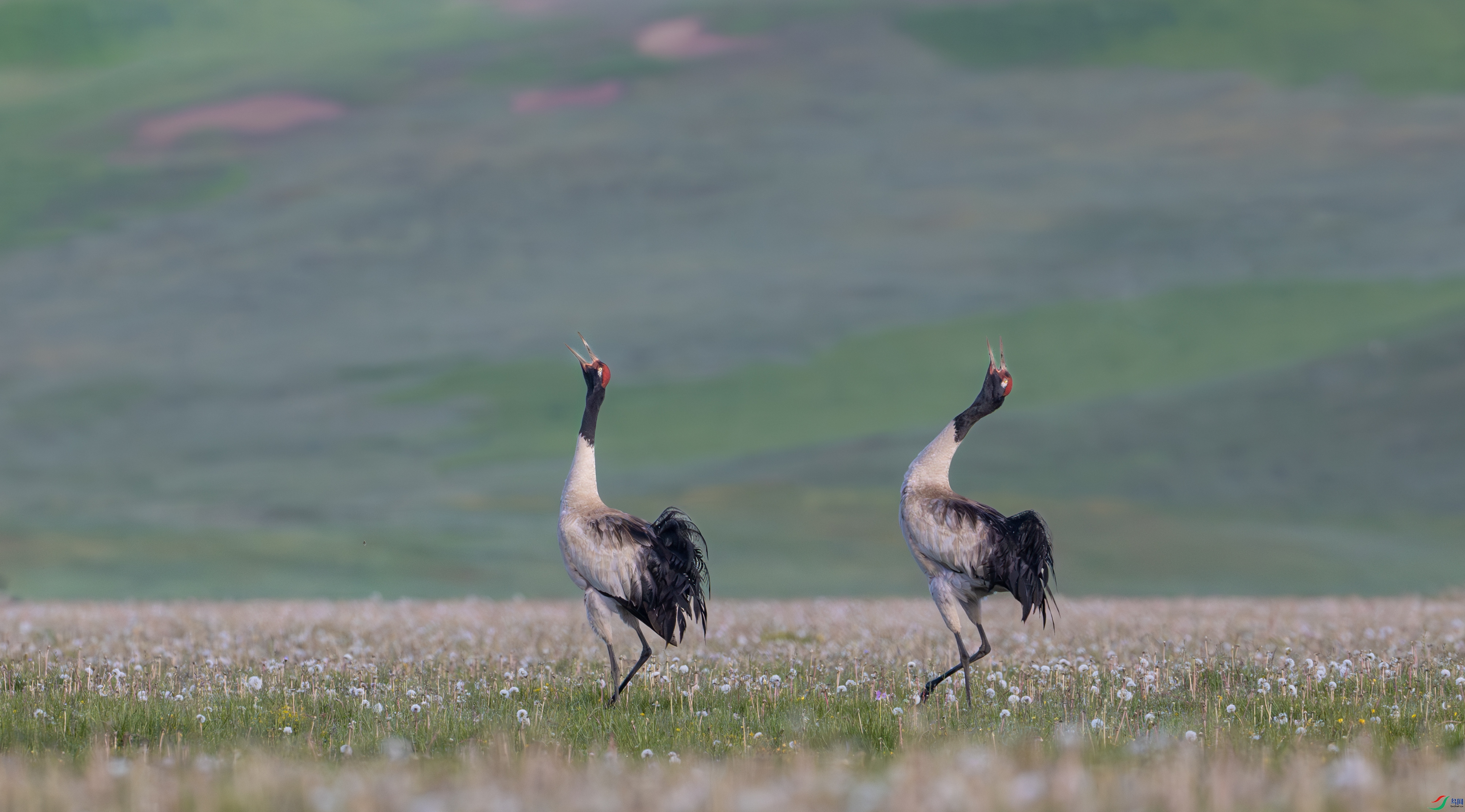DSC_9155-����ǿ-NR-1.jpg