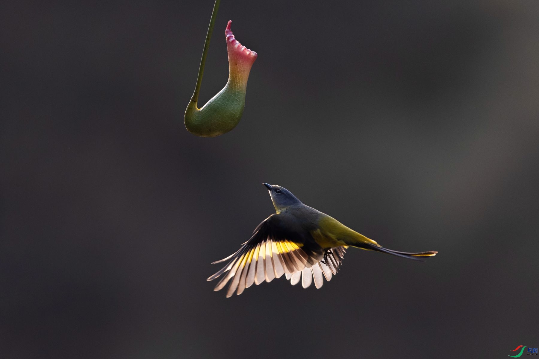 ���ɽ����