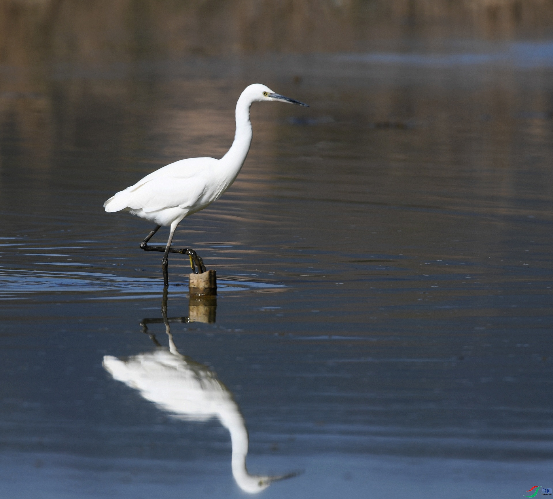 DSC_1711.jpg