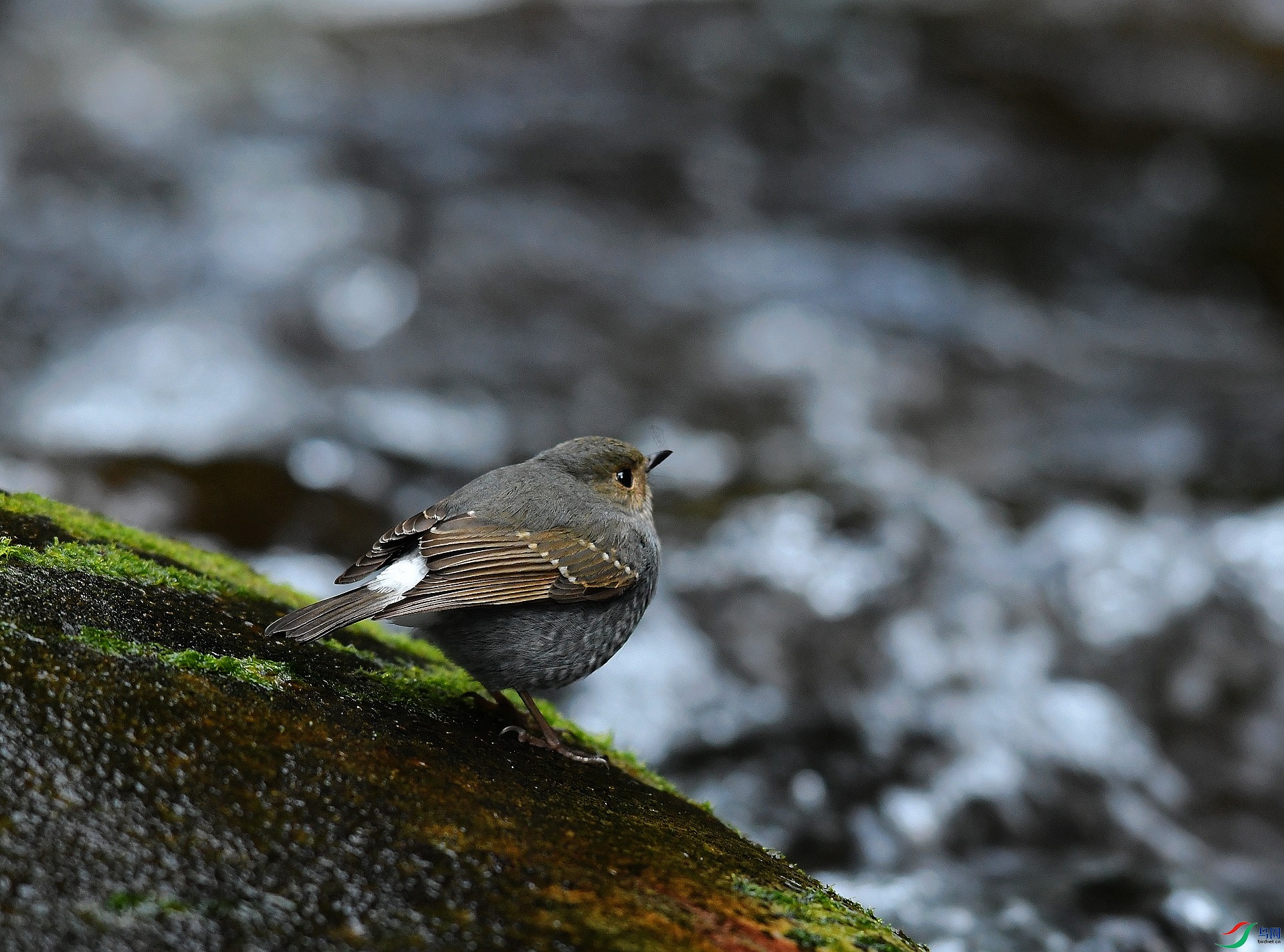 DSC_2599.jpg
