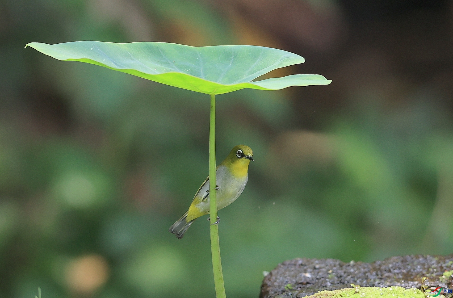 AK1I1187�� ��2.JPG