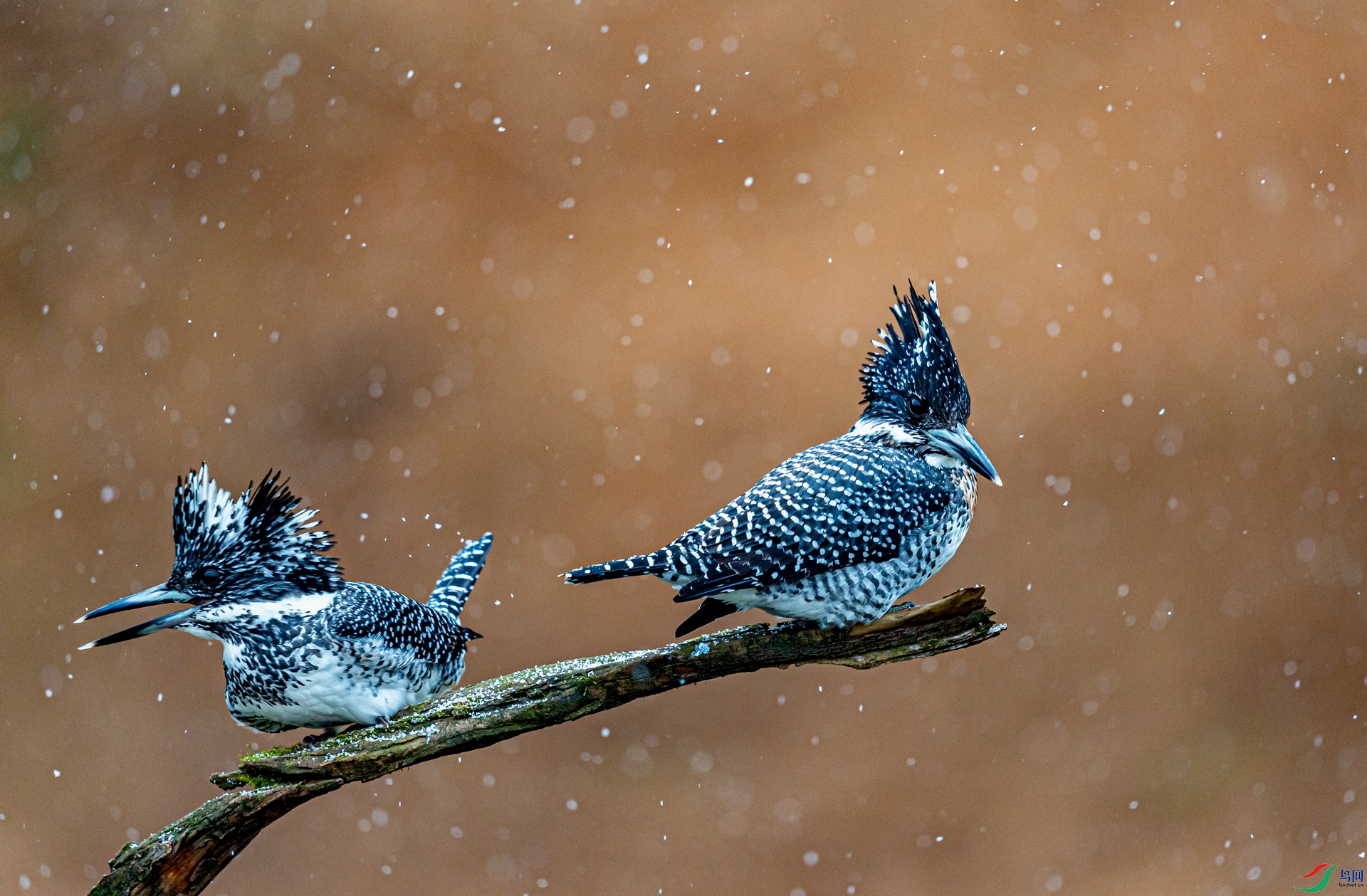 DSC_4158-11.jpg