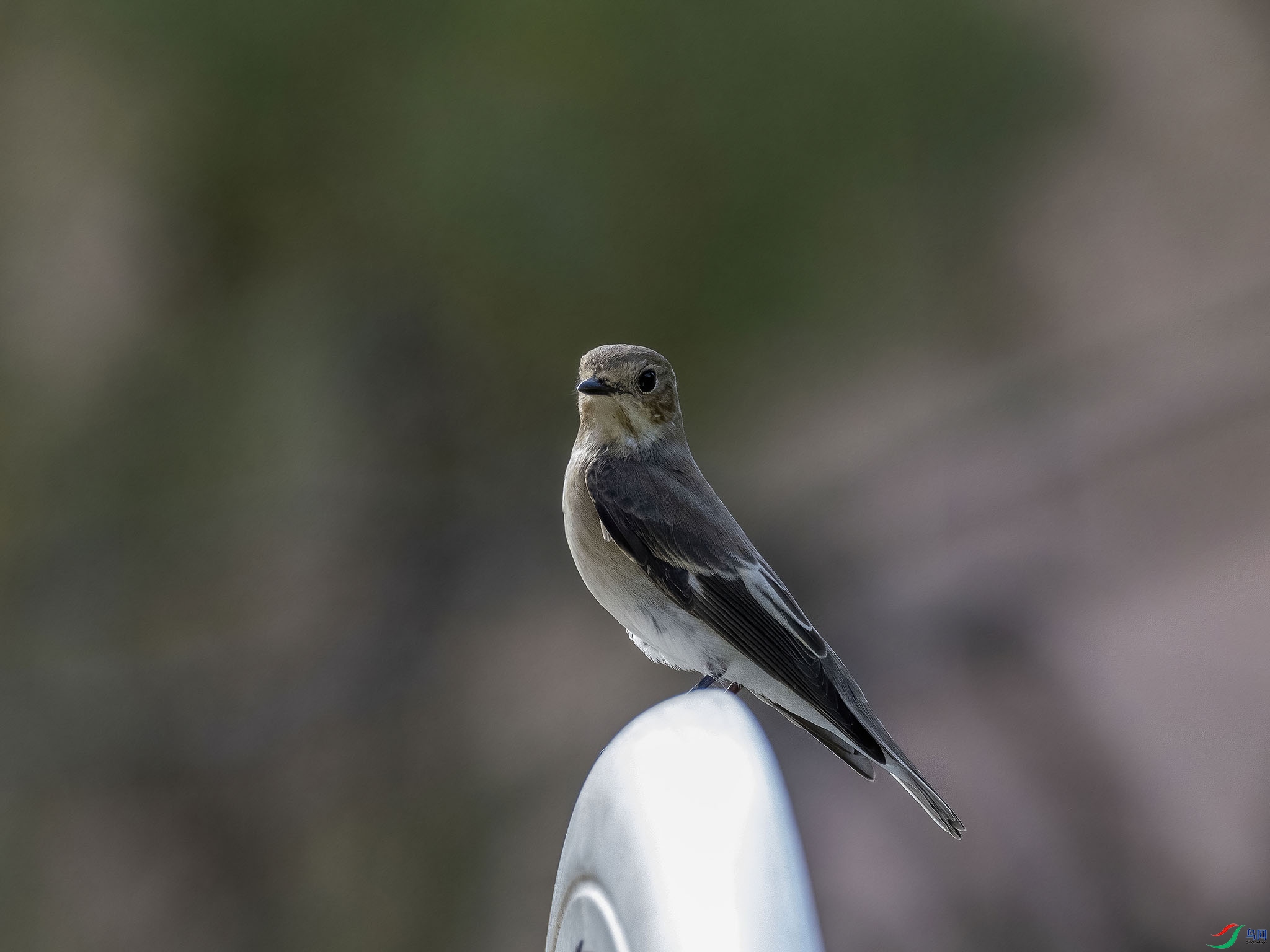 04 P9190544-DeNoiseAI-standard.jpg