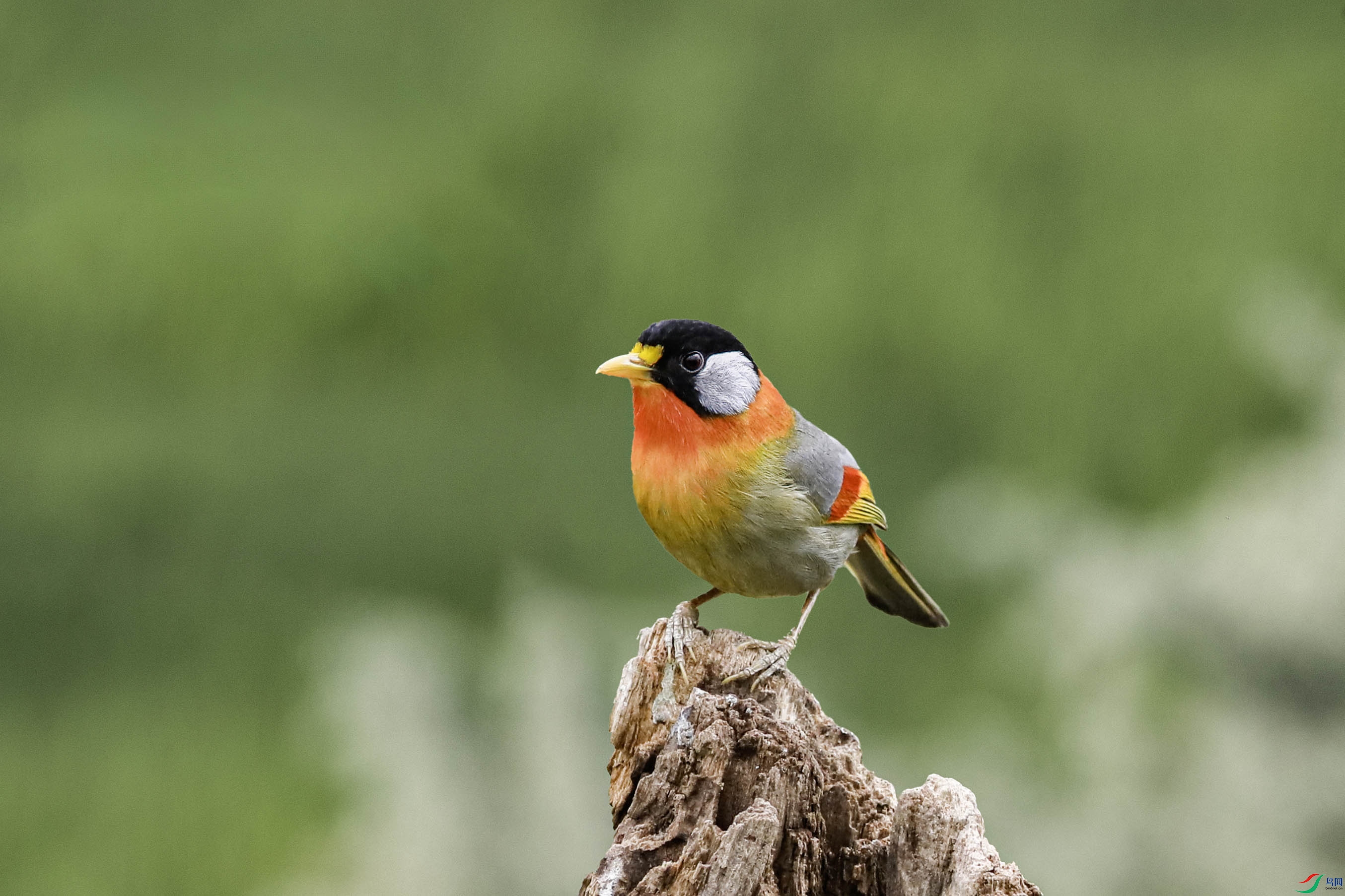 ������˼��