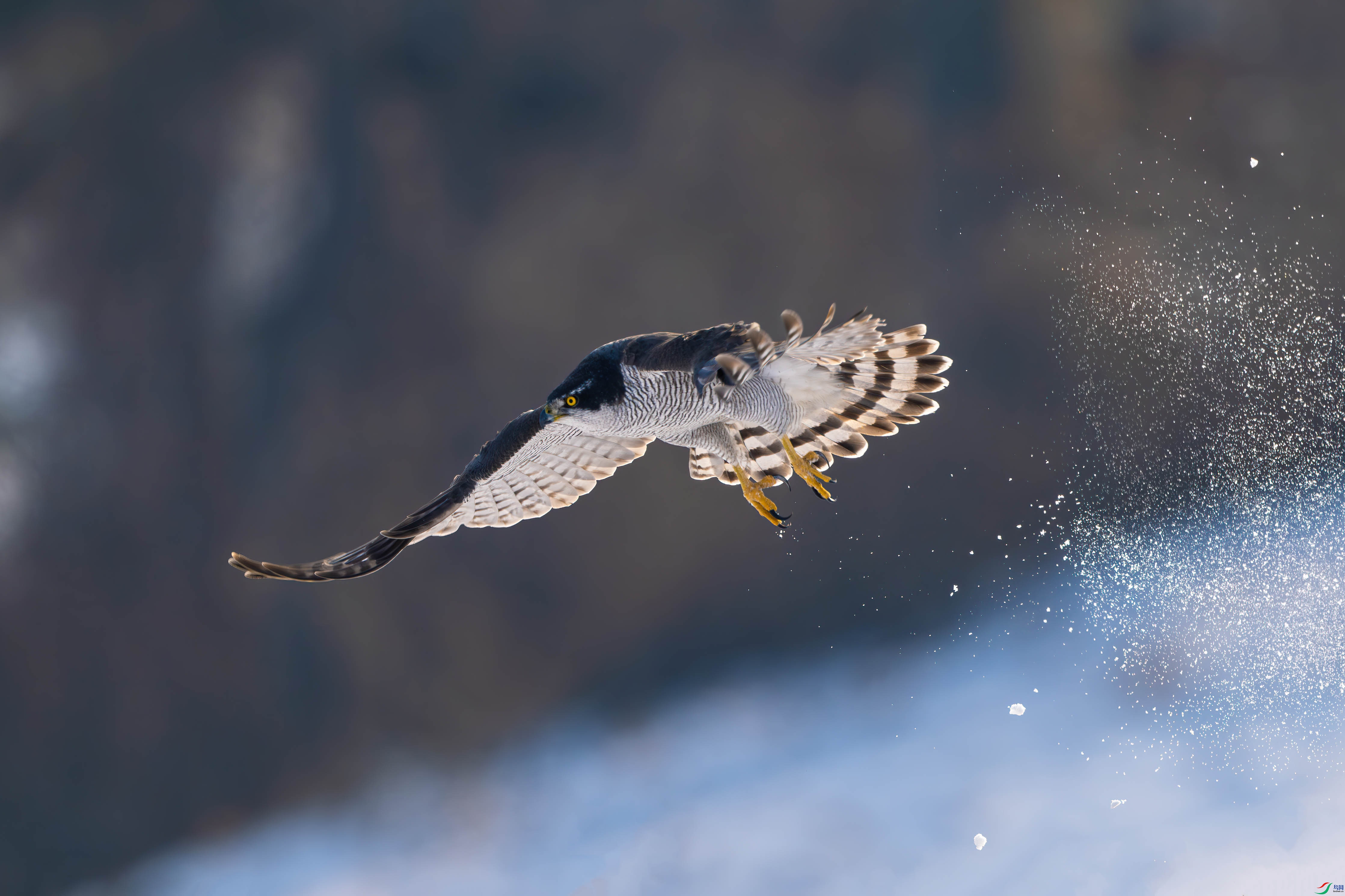 ����ɽ�Ĳ�ӥ