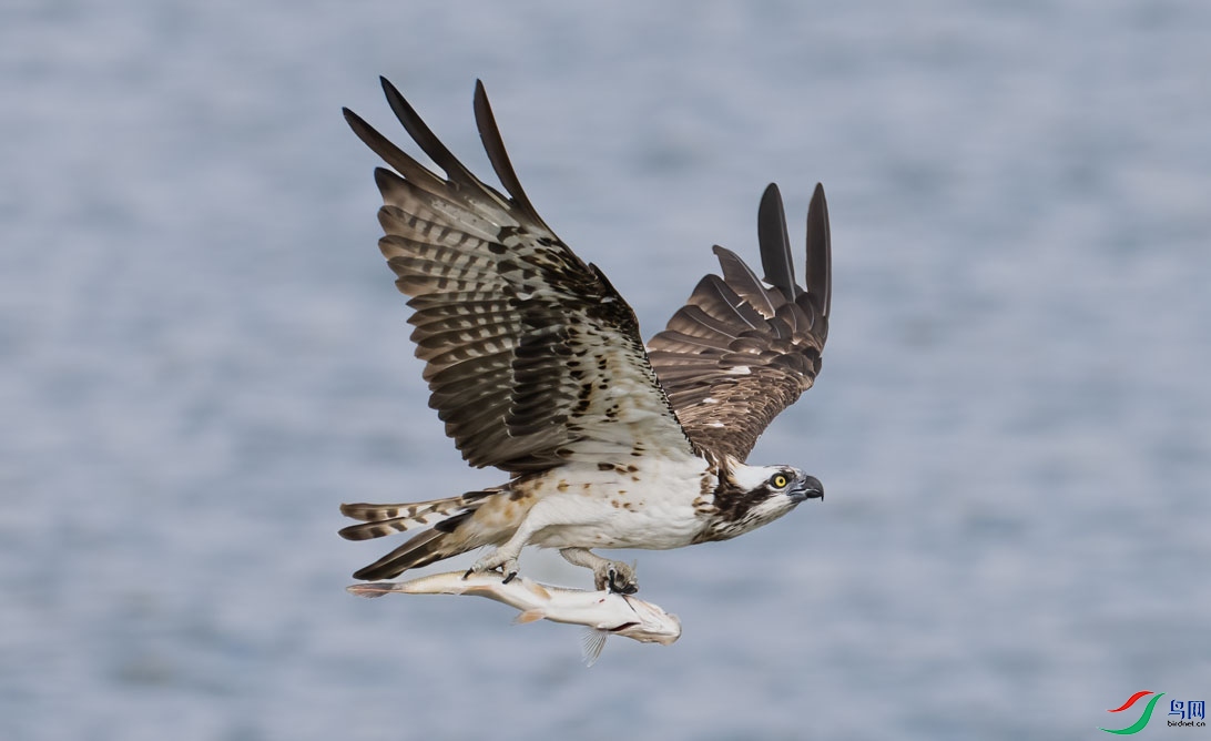 ��ʳ����