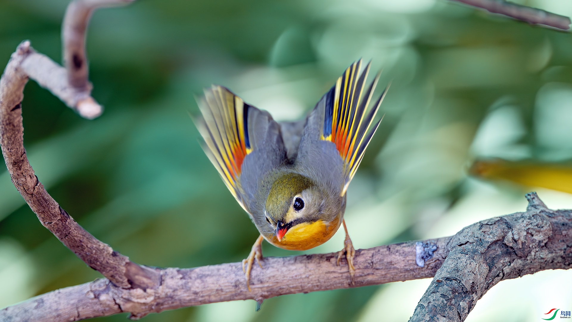 DSC_7096-����ǿ-NR ����.jpg