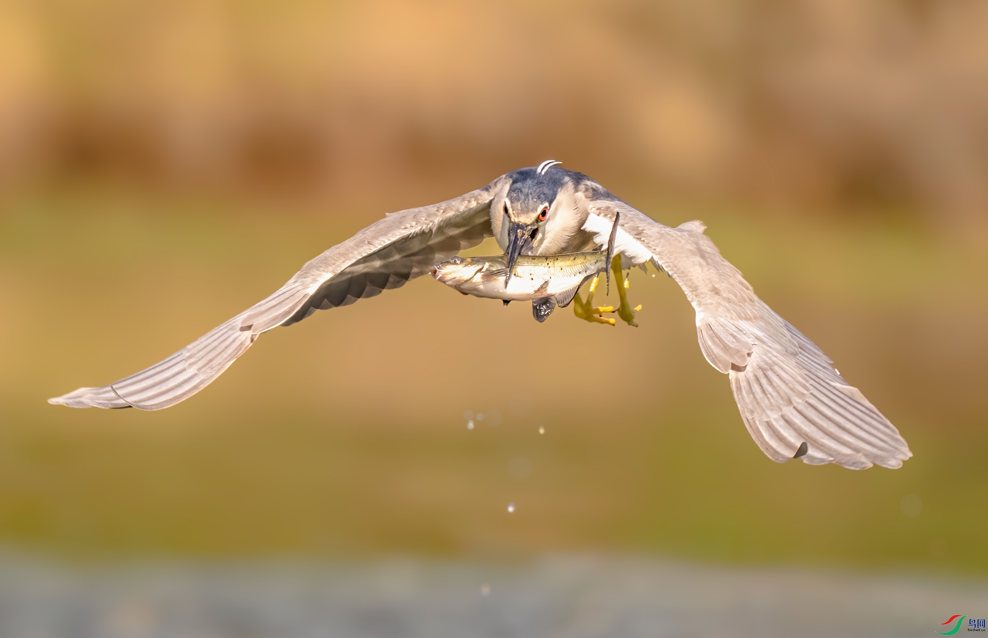 DSC_4361.jpg