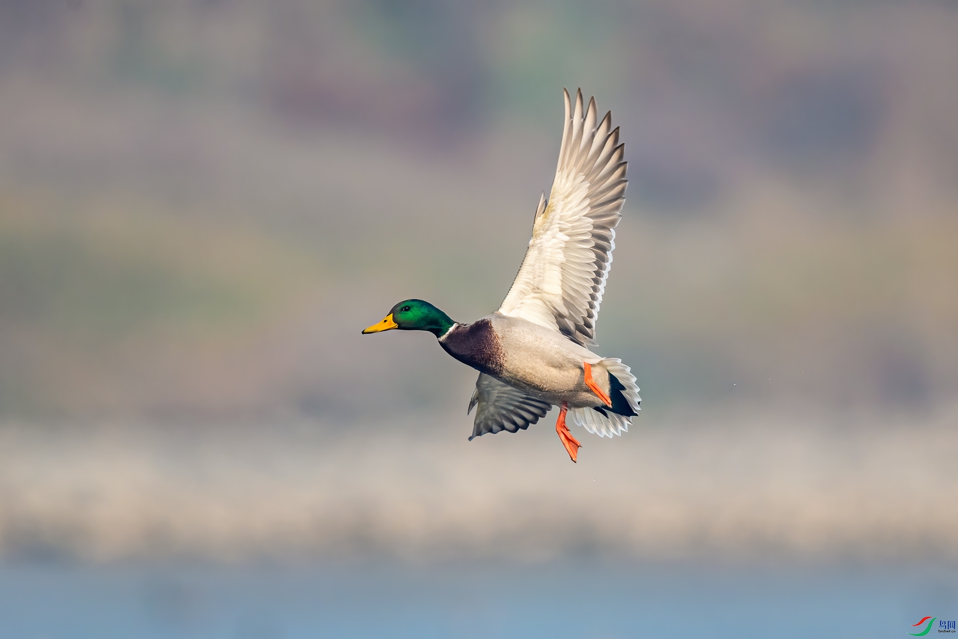 DSC_8273v.jpg